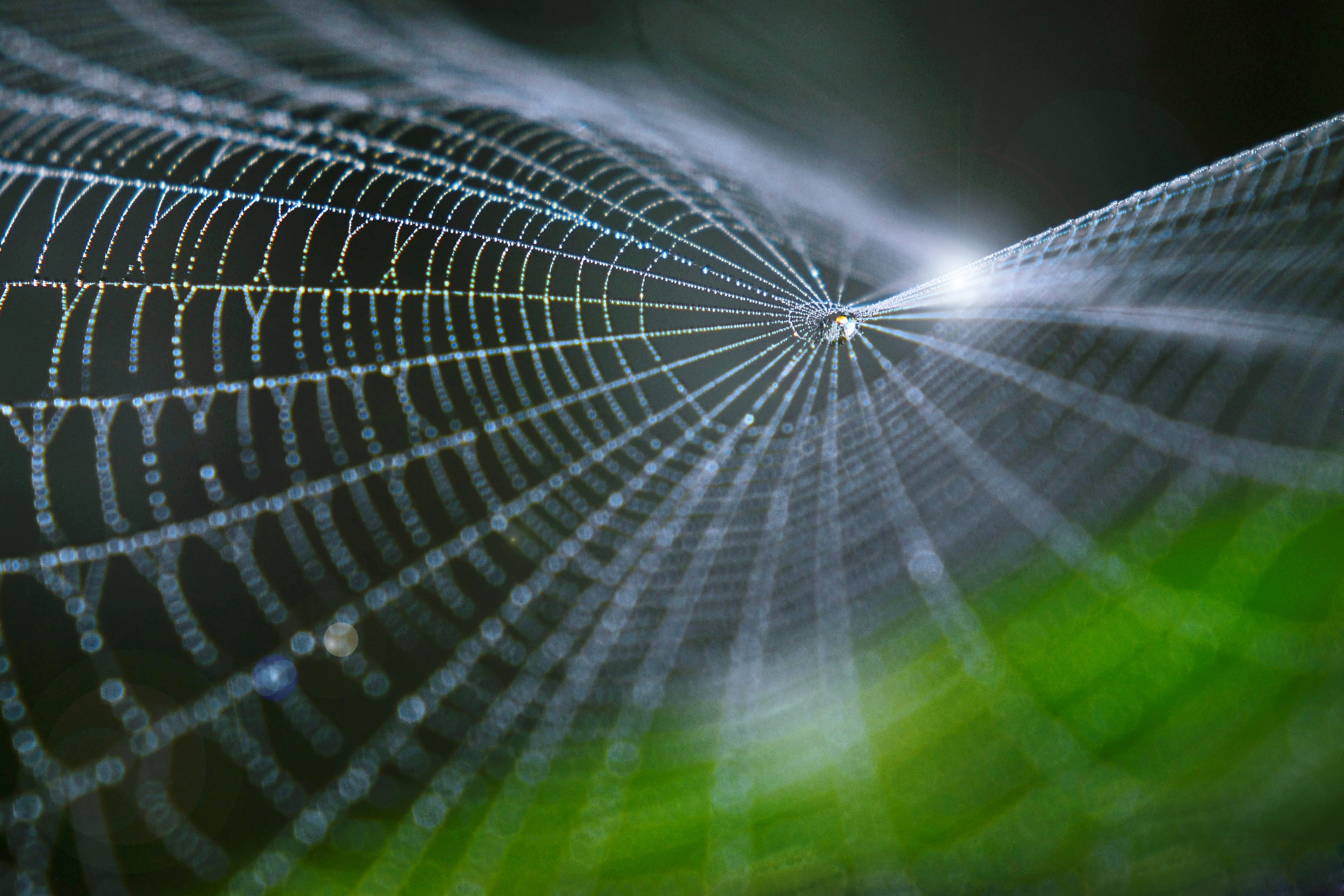 nature, full frame, plant part, outdoors, selective focus, wet, naturaleza, perspectiva, concentric, no people, magro, leaf, telaraña, arañas, backgrounds, HD Wallpaper