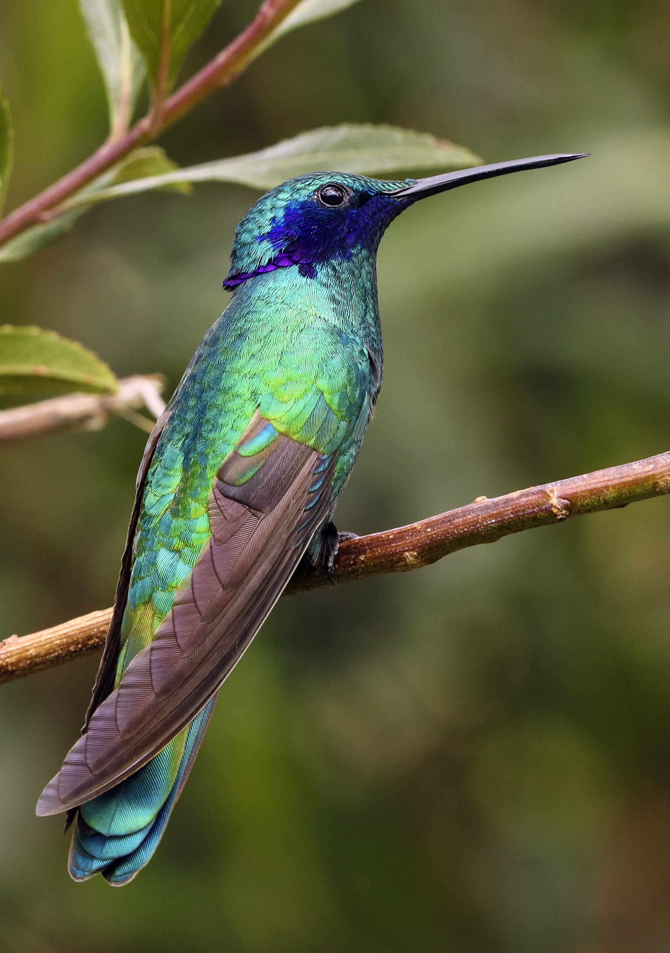 long beak, ecuador, focus on foreground, hummingbird, macro, branch, close up, perched, outdoors, violetear, nature, blue, animal themes, tree, animals in the wild, Phone HD Wallpaper