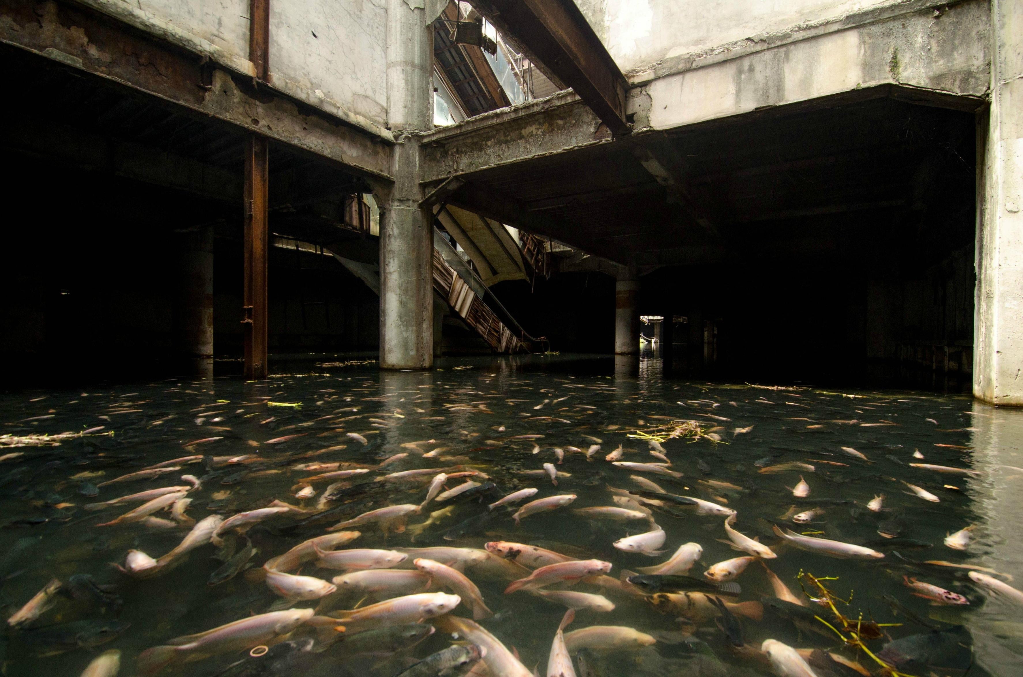 2K, flood, building, nature, marine, architectural column, abandoned, group of animals, animal, animals in the wild, day, swimming, silver, vertebrate, HD Wallpaper