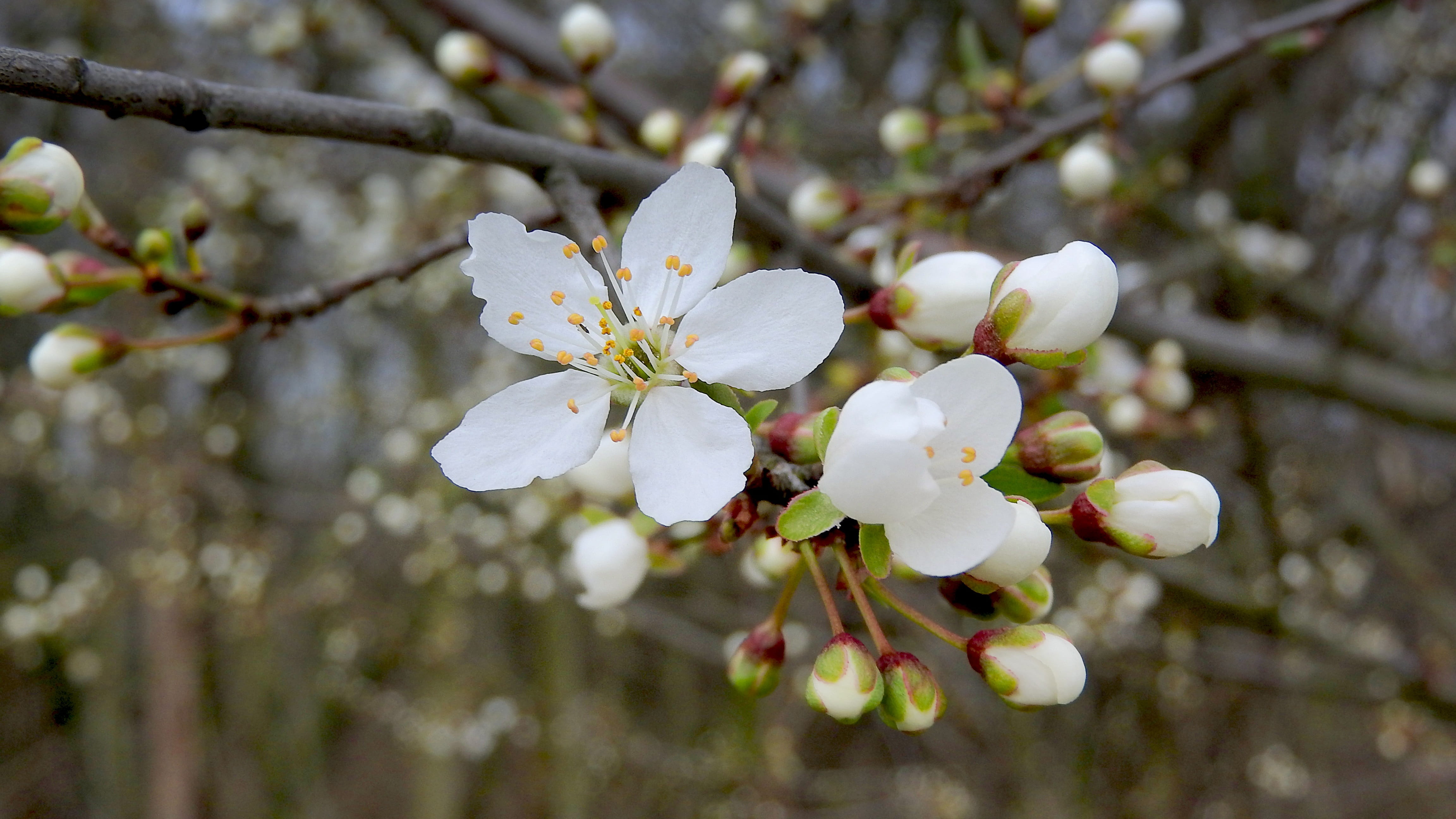 flower head, fine, plant, spring flowers, beauty in nature, springtime, white, hawthorn, outdoors, fragility, vulnerability, beautiful, twig, white flowers, HD Wallpaper