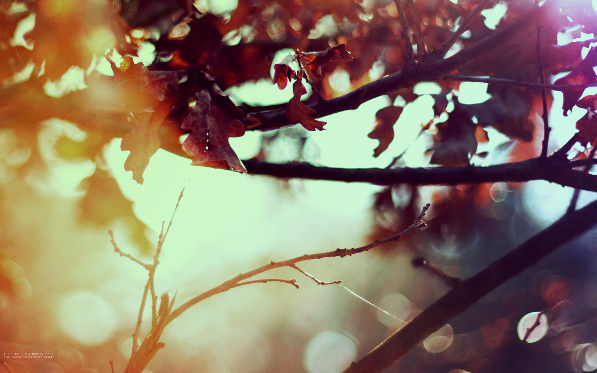 vulnerability, forest, leafy, woodland, twig, change, close-up, backgrounds, brown, plants, leaves, multi Colored, tree, bokeh, outdoors, freshness, nature, HD Wallpaper