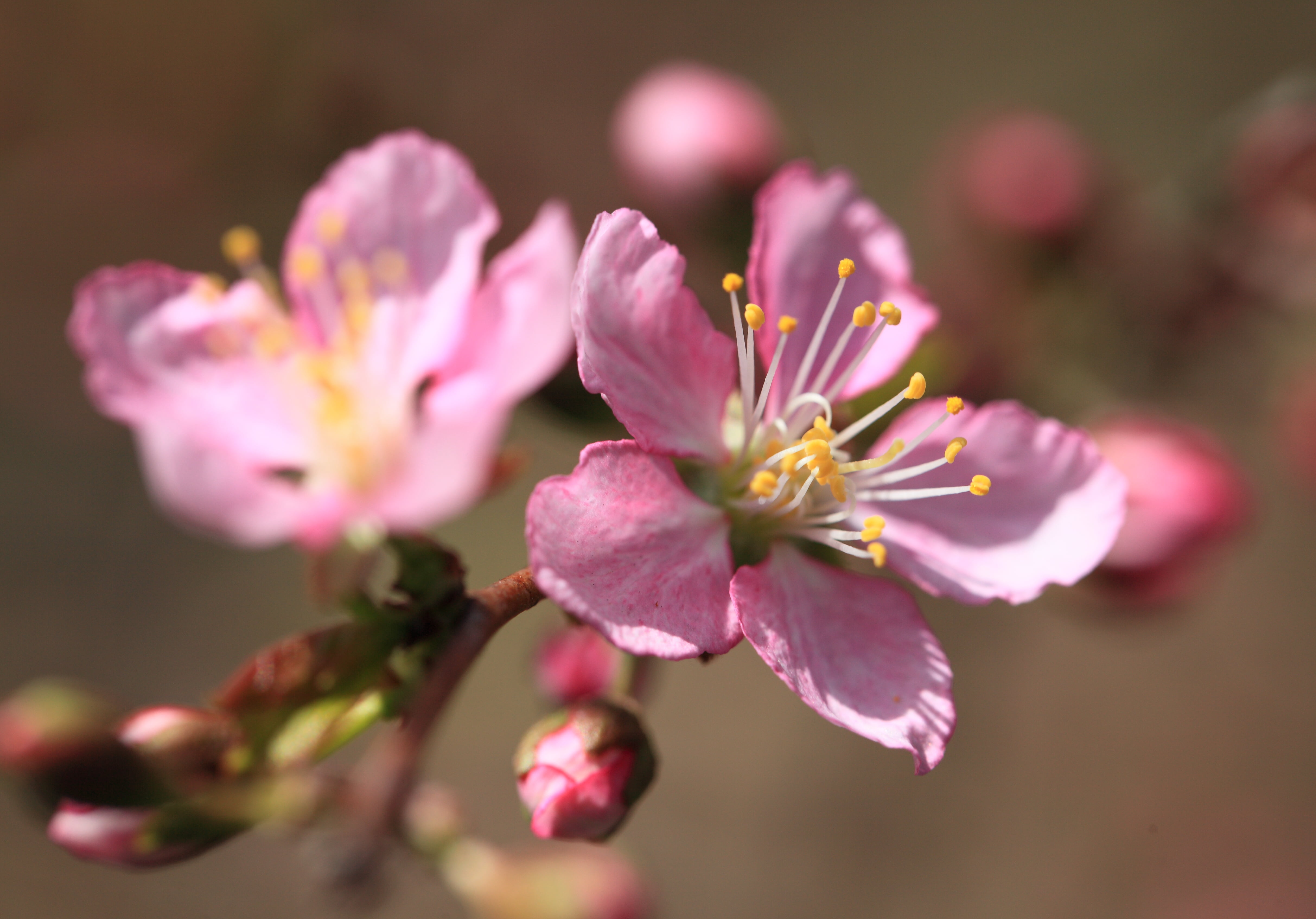springtime, petal, nature, prunus, hi-res, beauty In Nature, park, branch, 5D  Mark II, close-up, Sodegaura, resolution, flower Head, はねず, plant, Prunus  japonica, HD Wallpaper