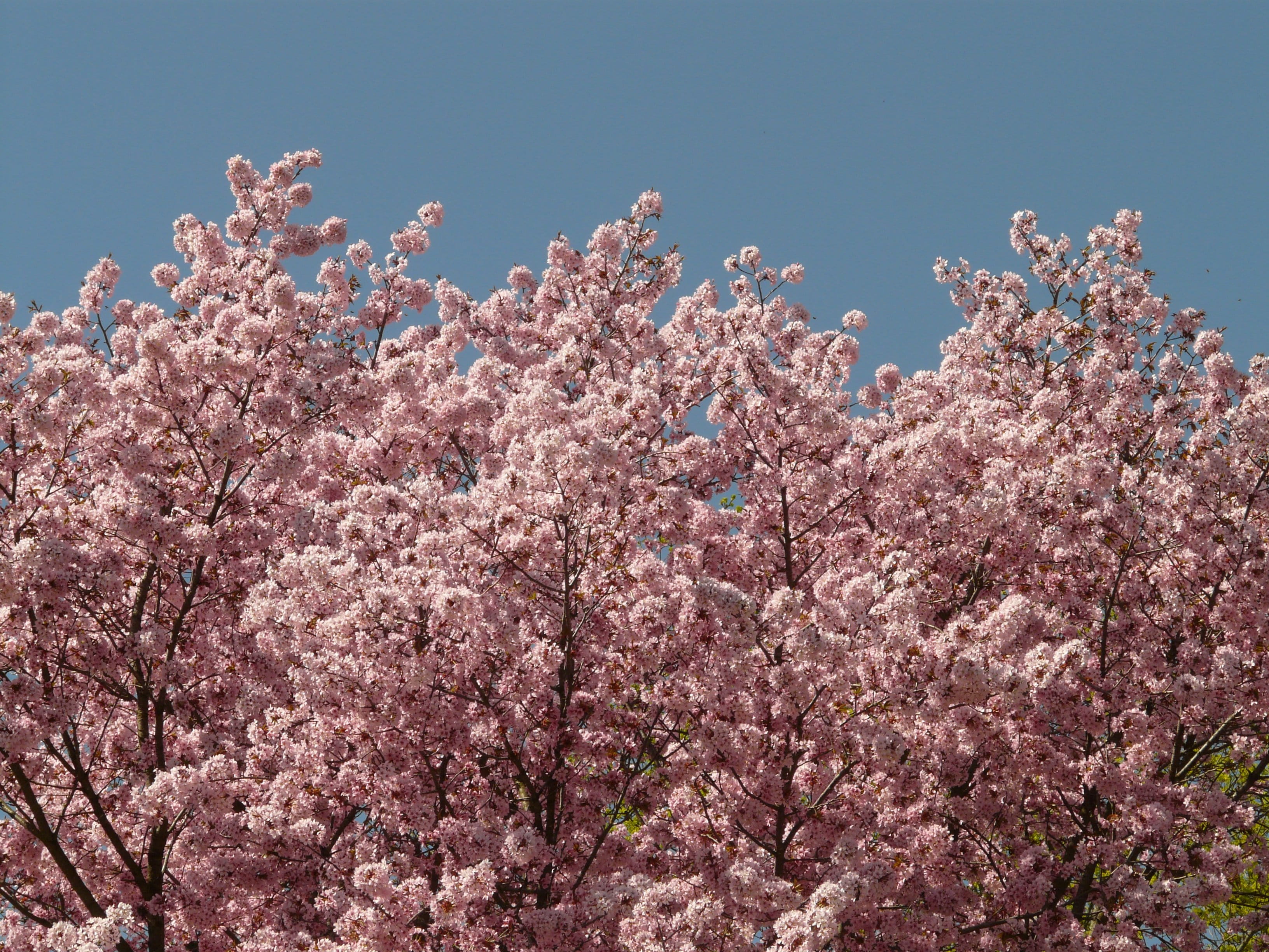 plant, japanese flowering cherry, day, japan, growth, spring, springtime, Bloom, flower Head, freshness, no people, pink Color, prunus serrulata, smell, HD Wallpaper