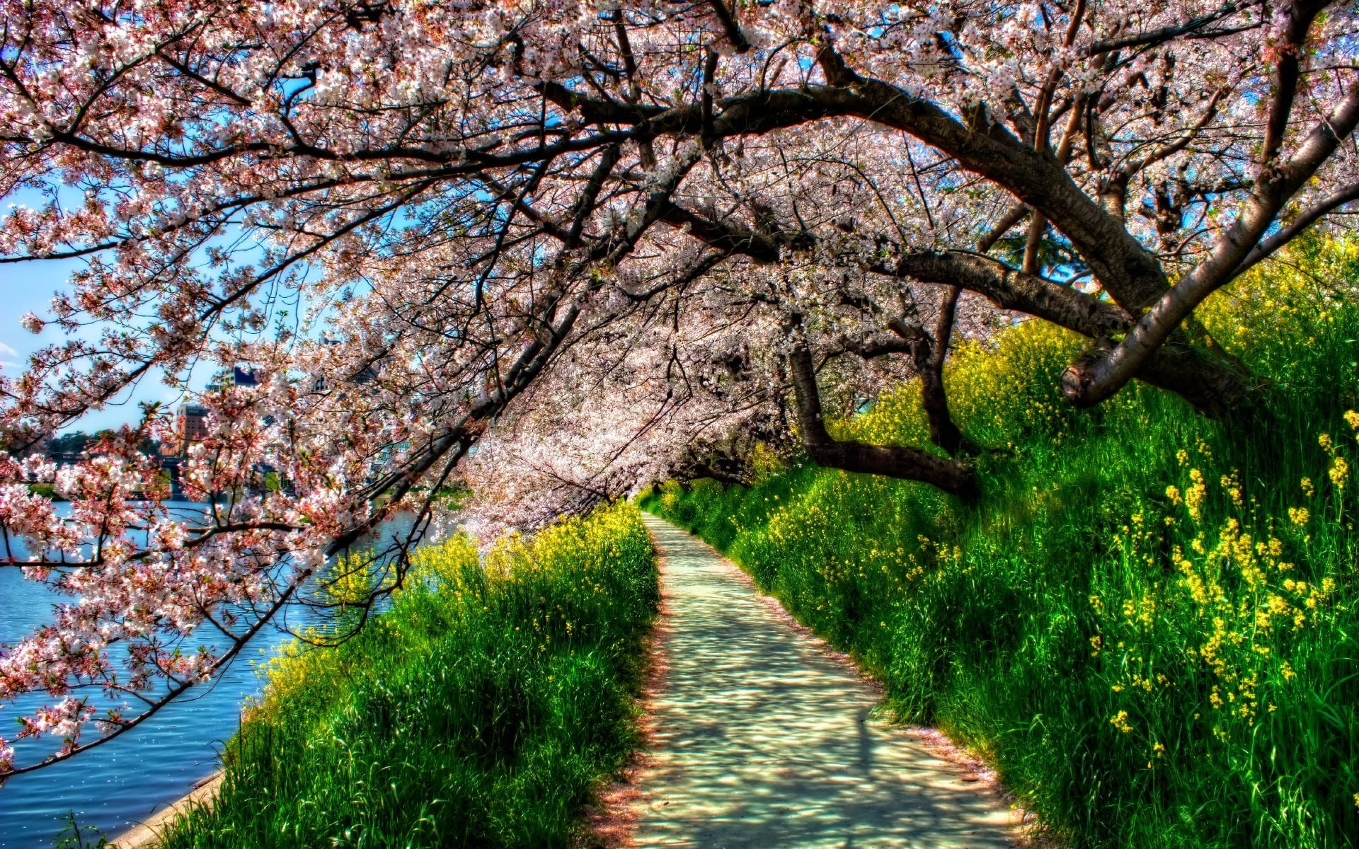 tranquil scene, park - Man Made Space, green Color, growth, springtime, blue, beauty In Nature, season, sakura, tranquility, color Image, blossoming, rural Scene, HD Wallpaper