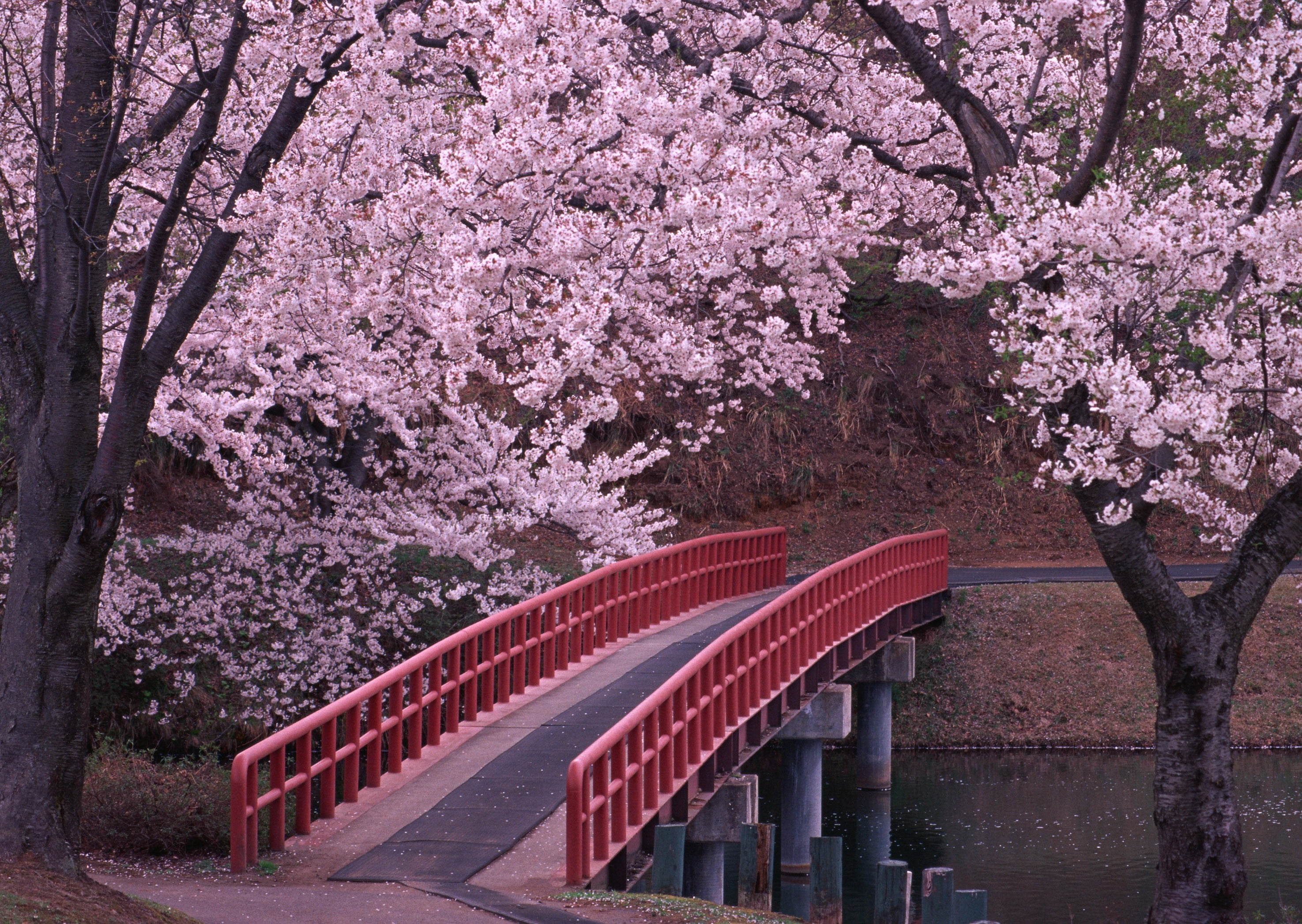 cherry Blossom, growth, plant, new York City, leaf, tree, flower, Bridge, flowering plant, brown, 2K, red, architecture, fragility, beauty In Nature, blossoming, HD Wallpaper