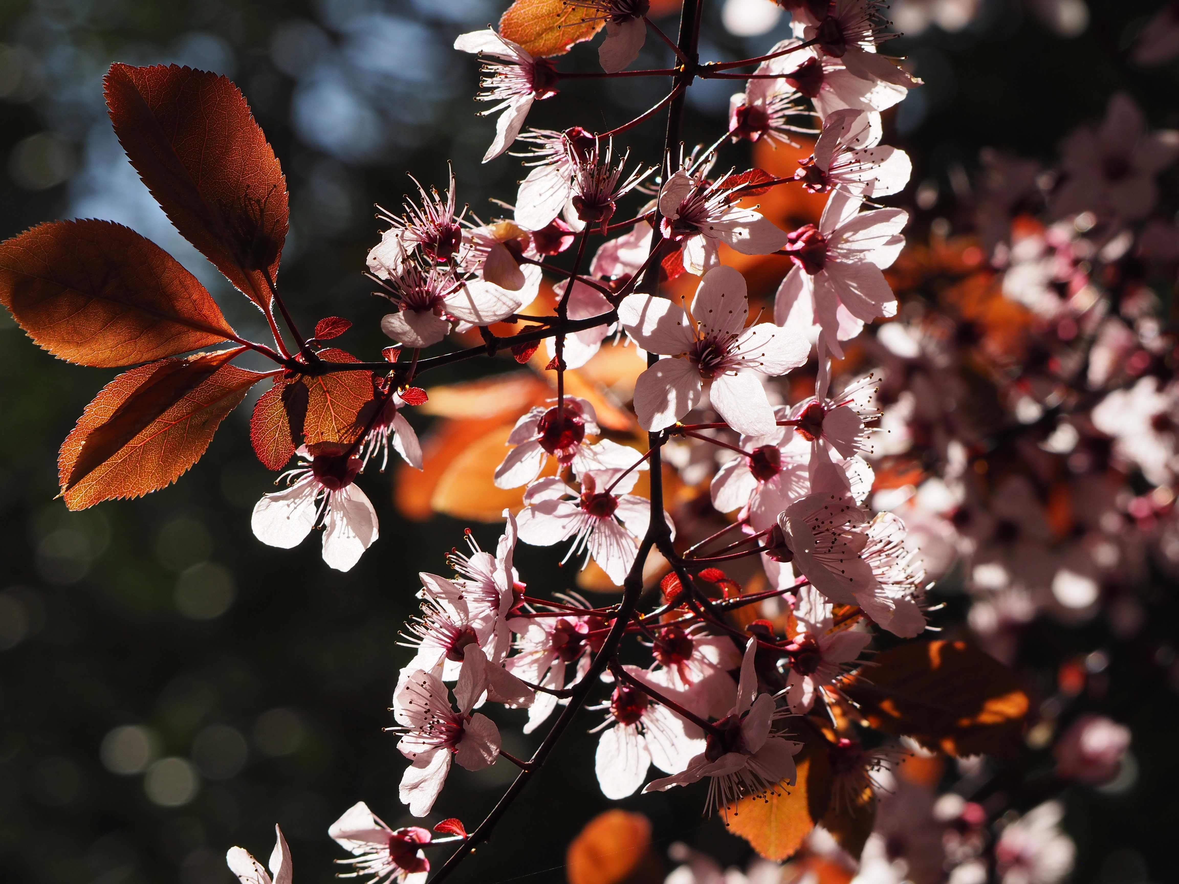 prunus serrulata, cerejeira japão do, plant, focus on foreground, change, vulnerability, cerisier japonais à fleus, cherry hill, petal, cherry japan, autumn, HD Wallpaper