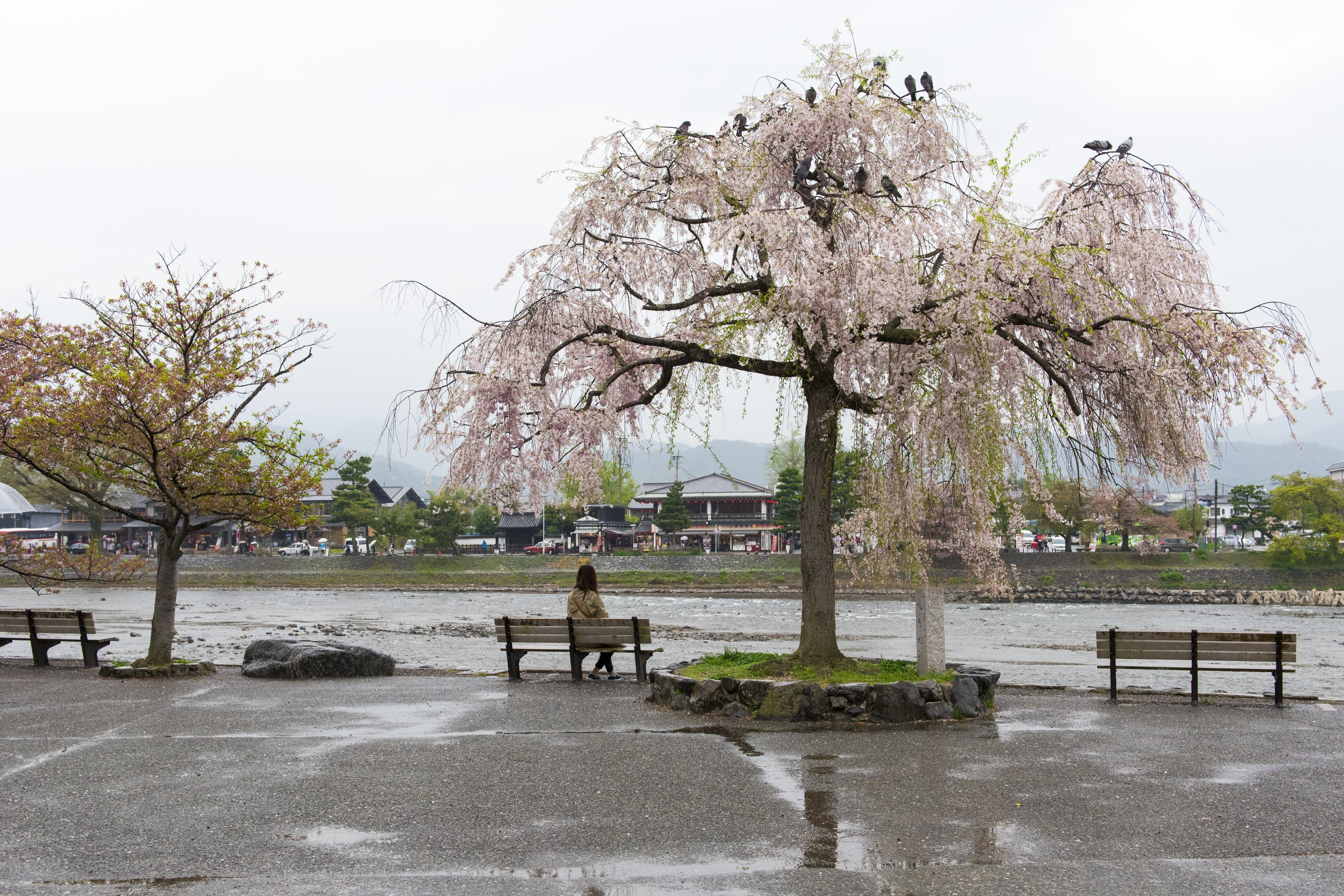 sakura, incidental people, botany, bench, water, cherry, culture, spring, tree, blooming, park bench, architecture, real people, cherry blossoms, lady, HD Wallpaper