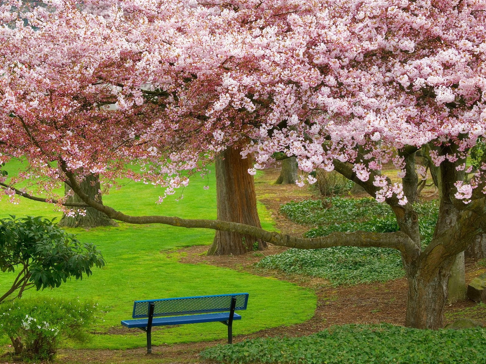april, blue, seat, metal, park - Man Made Space, springtime, plant, growth, backgrounds, botany, beauty In Nature, cherry Tree, flower, lawn, 720P, branch, HD Wallpaper