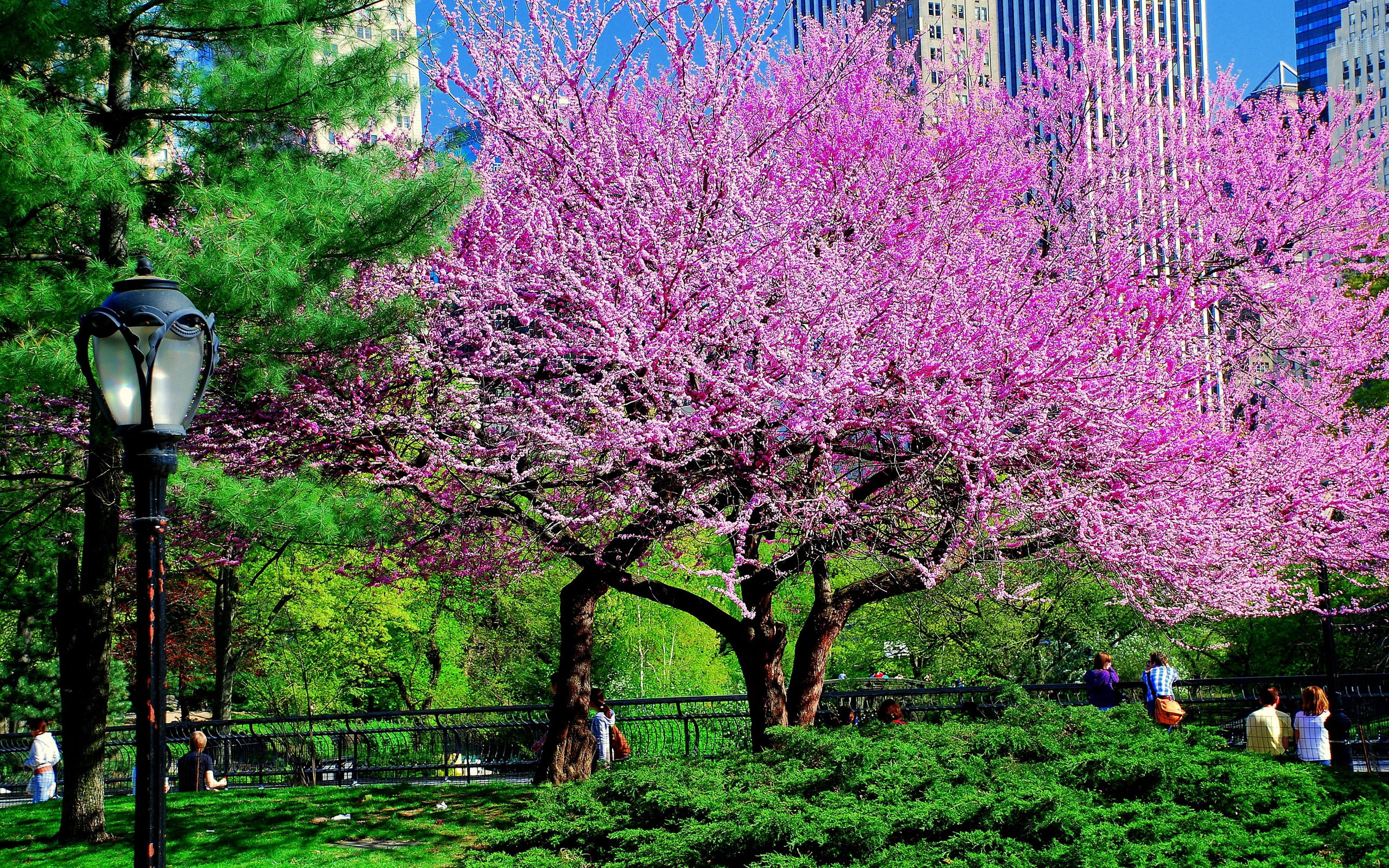 city, grass, park, green color, outdoors, day, tree trunk, leaf, tree, oriental Cherry Tree, freshness, flower, formal Garden, cherry Tree, blossom, autumn, HD Wallpaper