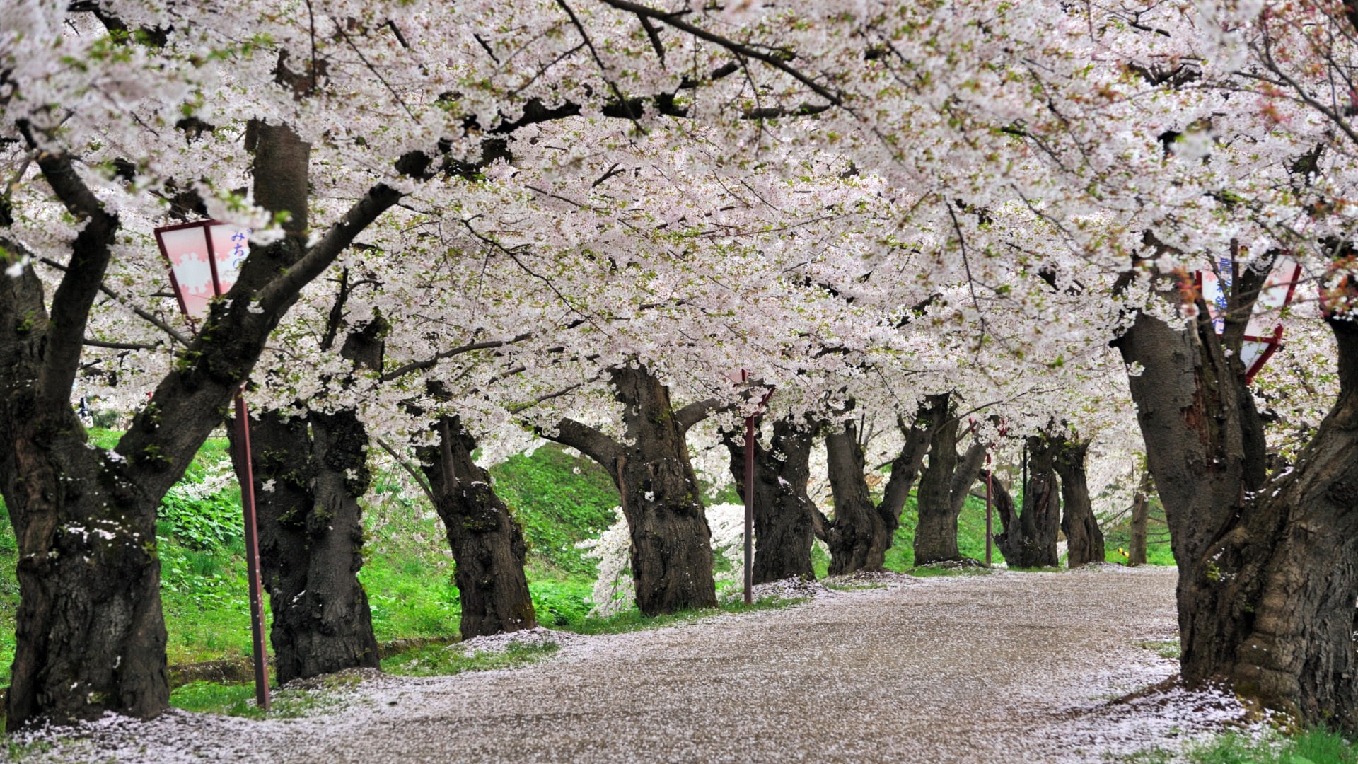 oriental Cherry Tree, growth, botany, petal, blossoming, flower, flowering plant, flowers, springtime, day, flower Head, season, tree trunk, leaf, plant, HD Wallpaper