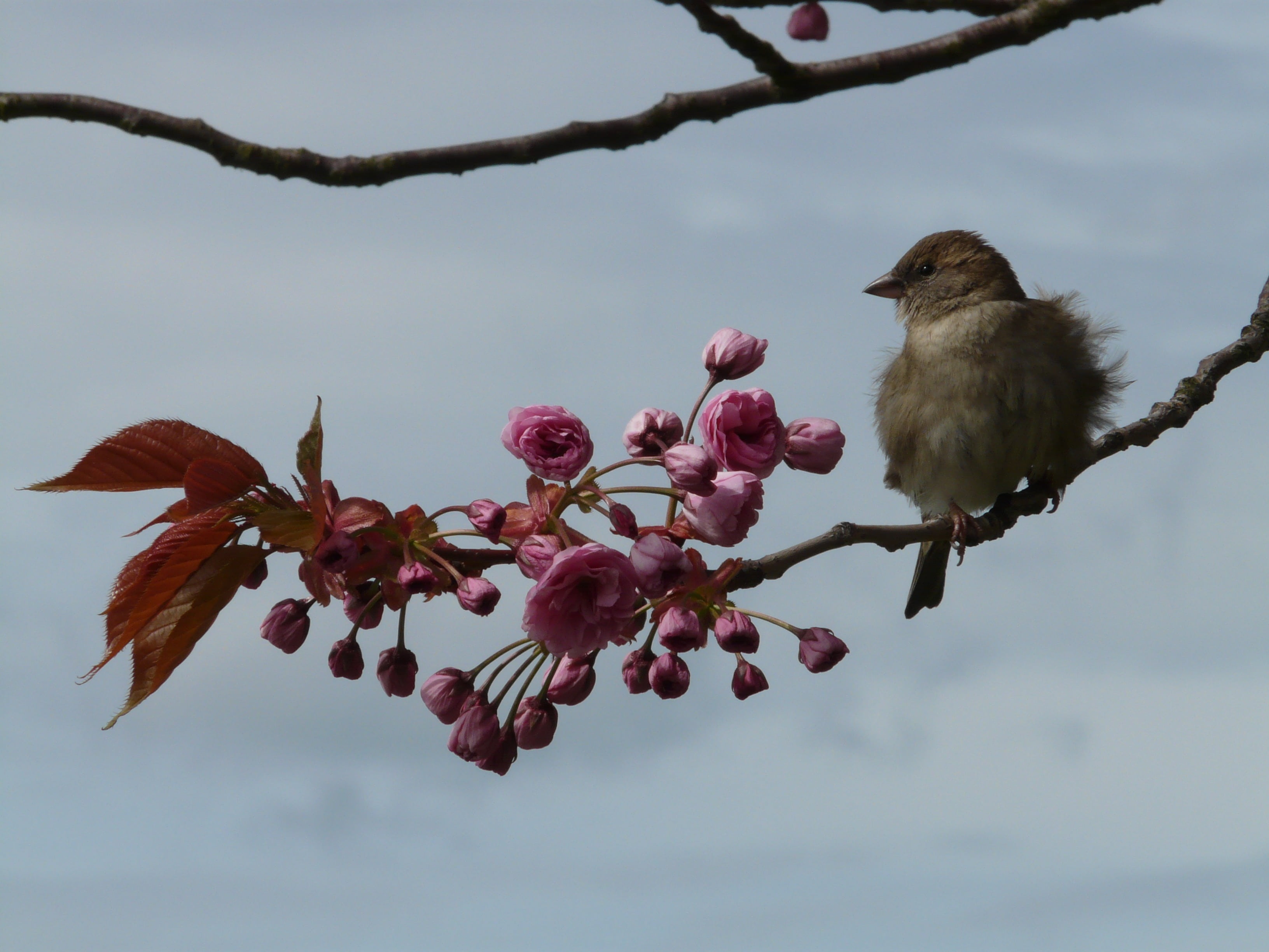 wildlife, young, no people, flowering plant, springtime, feather, outdoors, branch, bird, sperling, freshness, oriental cherry, 2K, vulnerability, animals in the wild, HD Wallpaper
