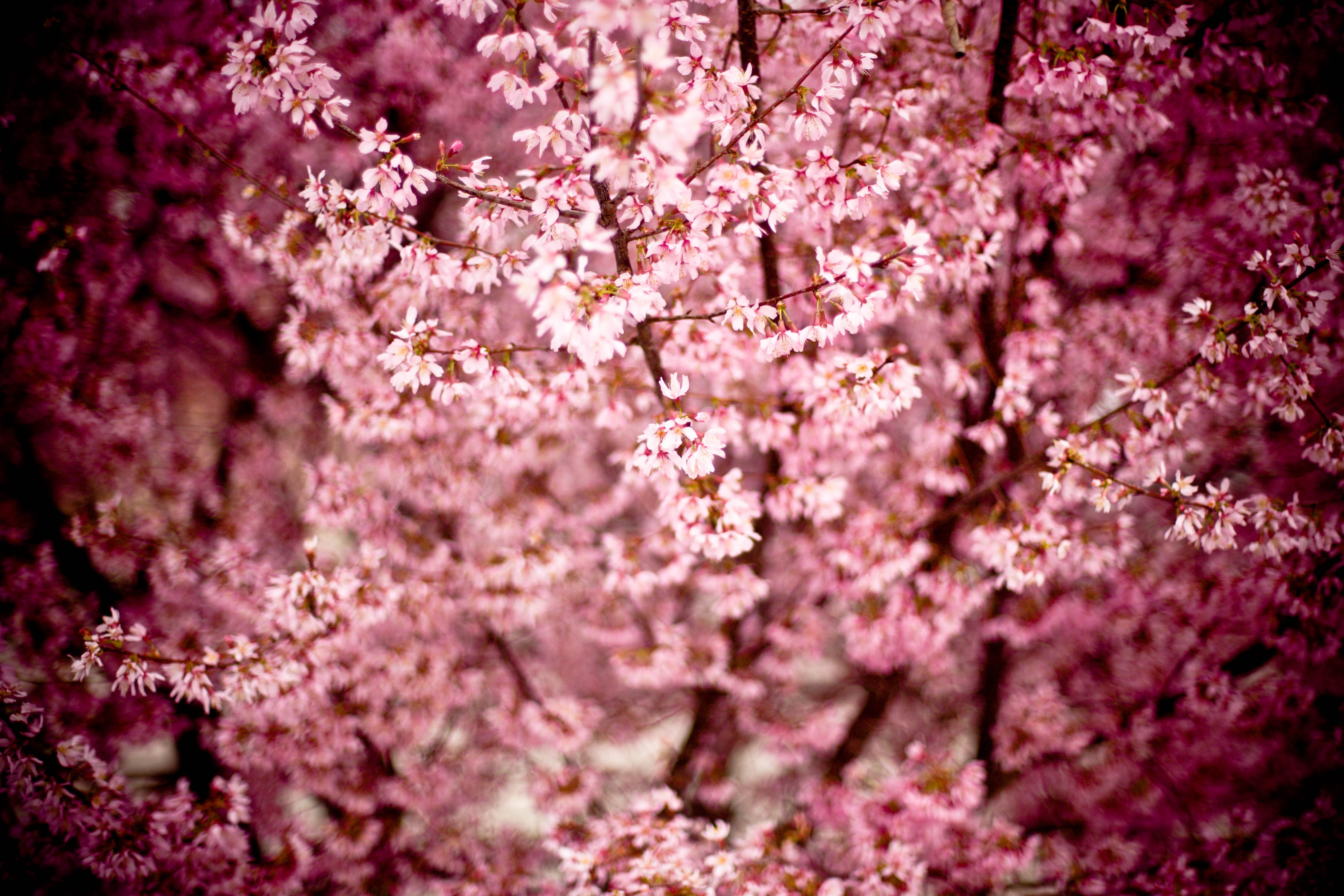springtime, petaled, east asian cherry, fragility, day, flowering plant, purple, vulnerability, nature, flowers, growth, close-up, close, hill cherry, branches, HD Wallpaper