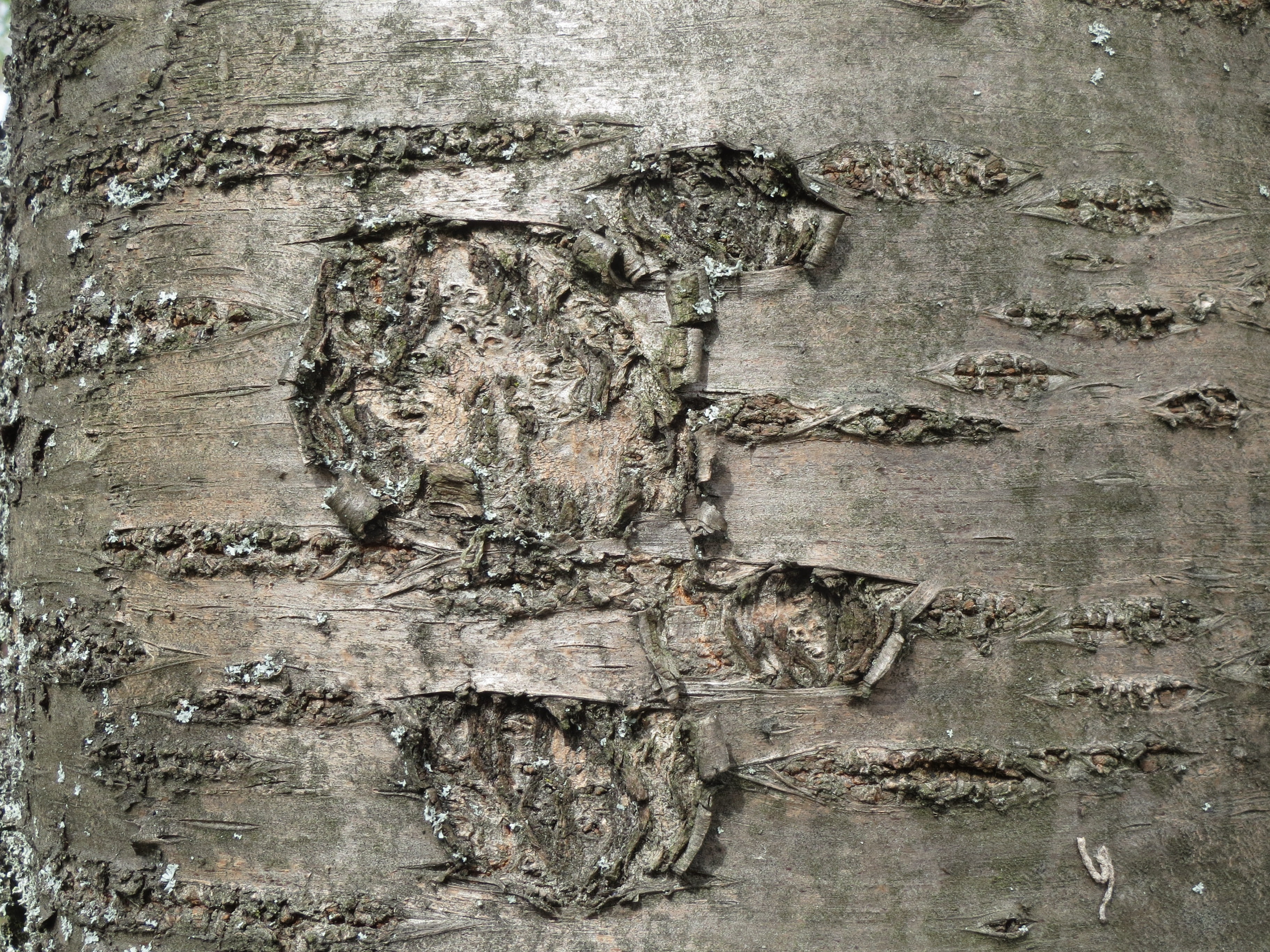 human representation, nature, 2K, oriental cherry, flora, close-up, trunk, no people, representation, tree, texture, creativity, tree trunk, full frame, HD Wallpaper