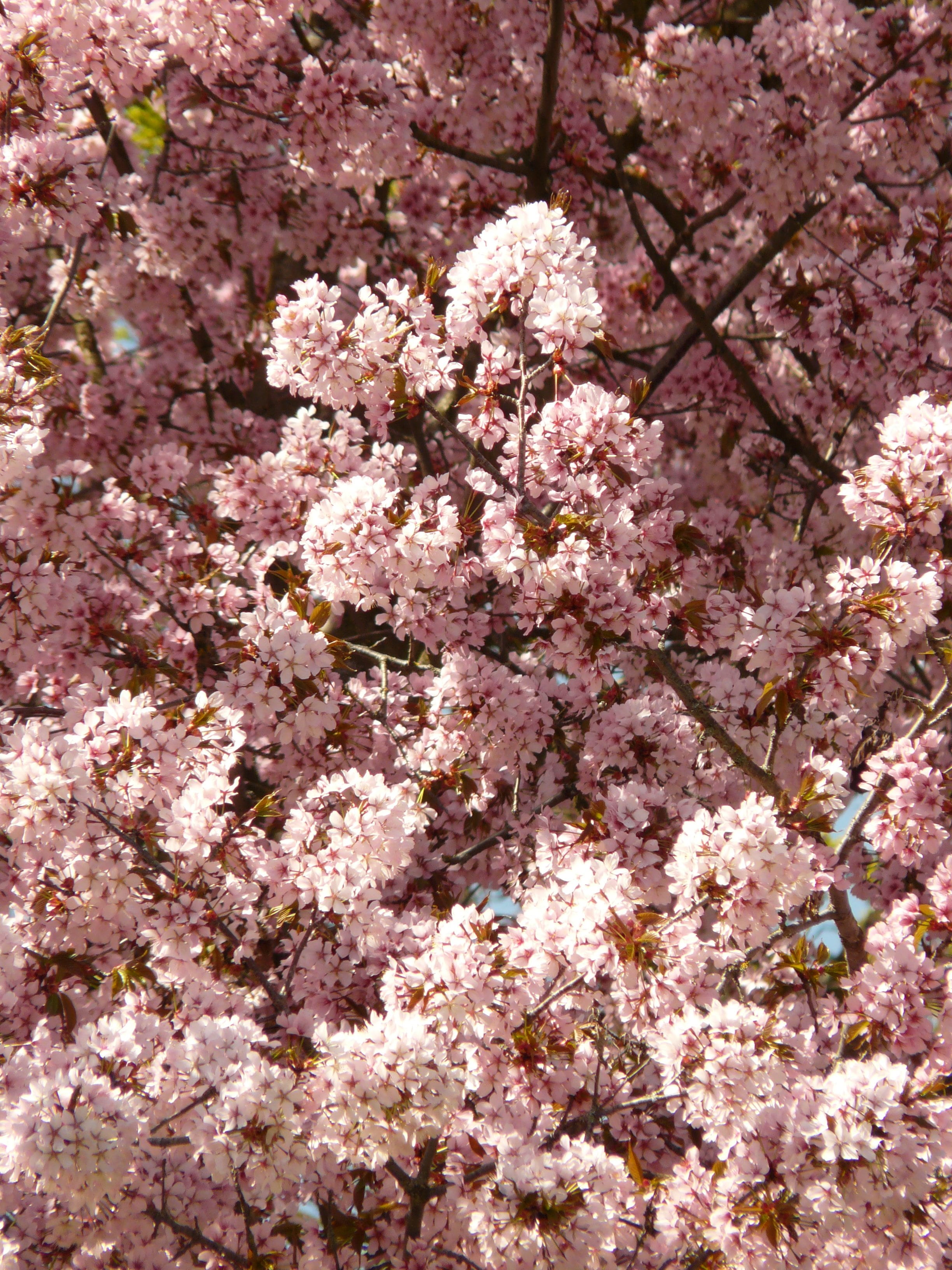 japanese flowering cherry, nature, blossom, tree, springtime, day, flower Head, vulnerability, plant, oriental cherry, backgrounds, pink Color, freshness, Phone HD Wallpaper
