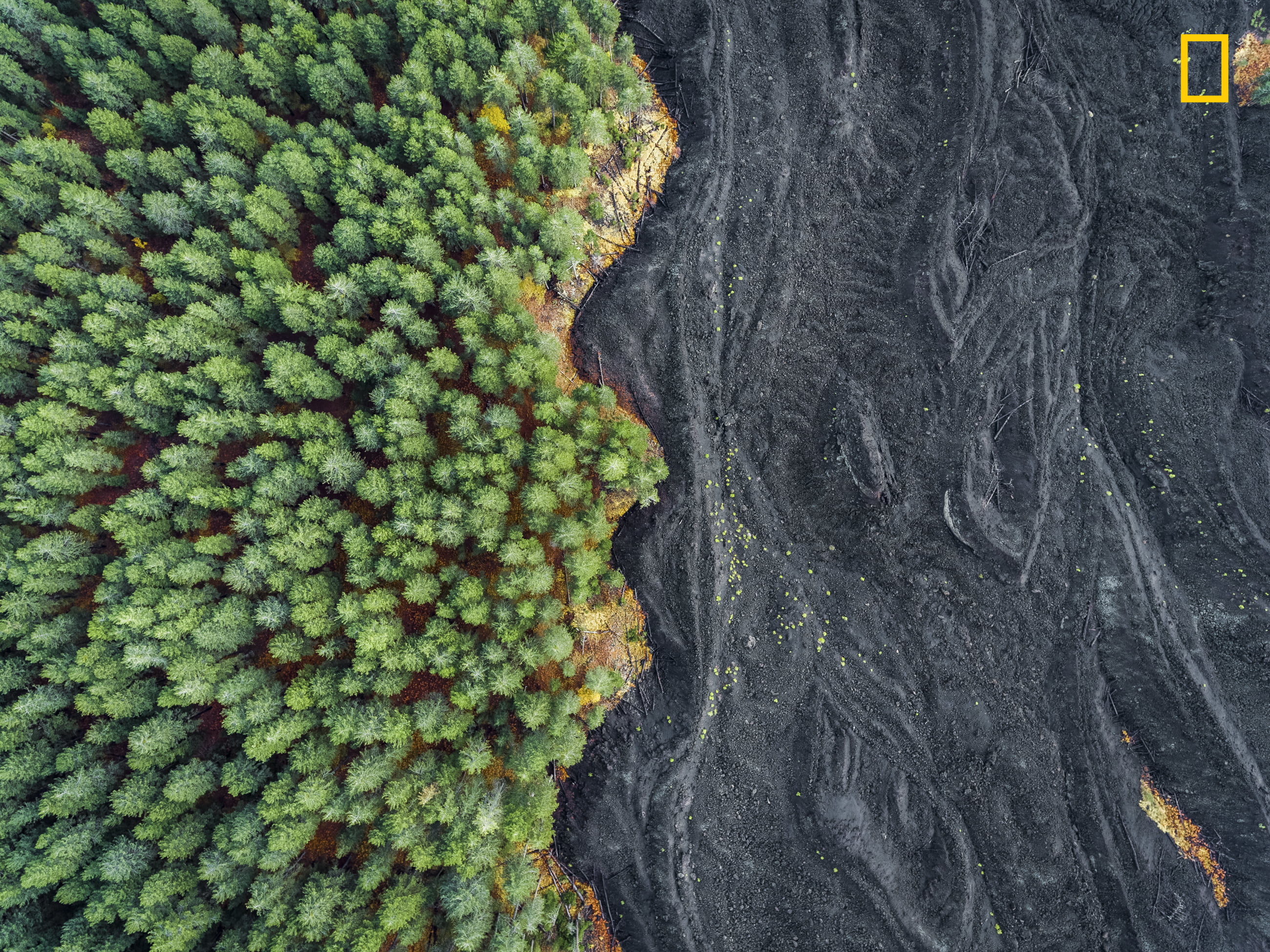 tree, backgrounds, trees, nature, textured, close-up, National Geographic, Sicily, natural pattern, lava, landscape, plant, Italy, green, freshness, growth, HD Wallpaper