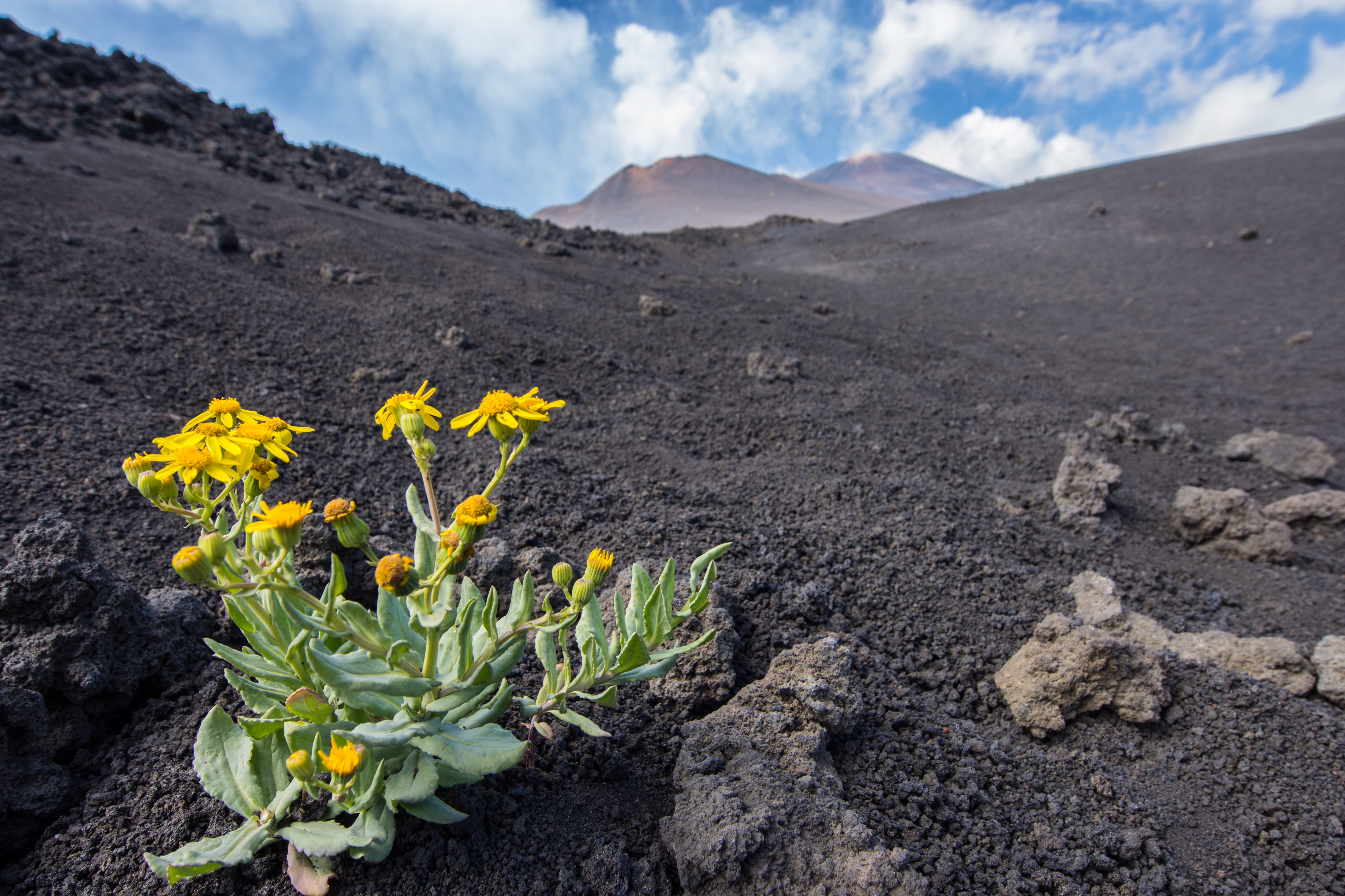 vulcano, no people, mount etna, plant, travel, cloud - sky, scenics - nature, vulnerability, land, growth, outdoors, day, etna, non-urban scene, 5K, macro, HD Wallpaper