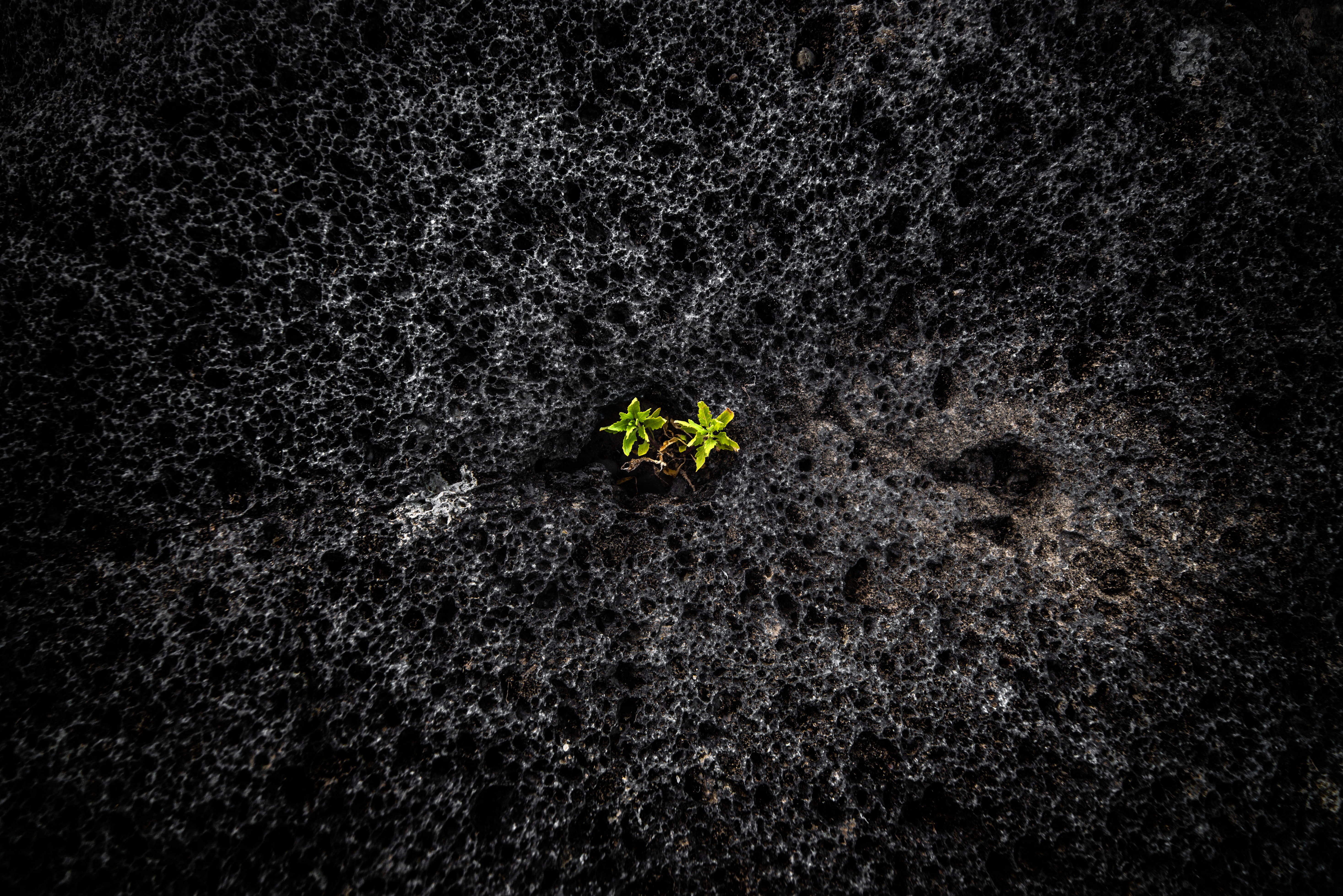 growth, mount etna, fragility, gardening, freshness, close-up, vulnerability, small, no people, seedling, land, beauty in nature, high angle view, mud, HD Wallpaper
