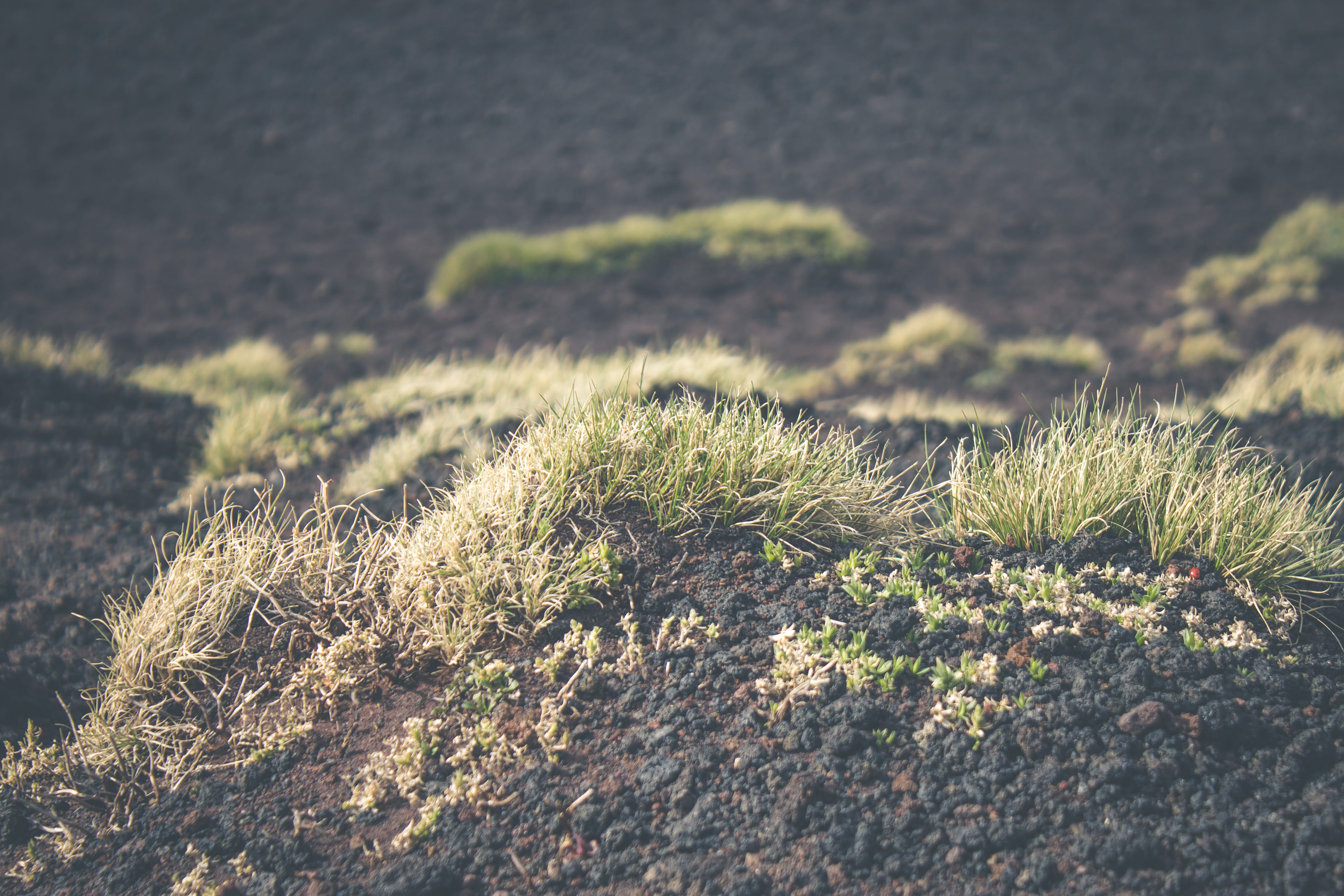 sicily, day, sunlight, scenics - nature, 5K, volcano, plant, non-urban scene, tranquil scene, focus on foreground, grass, close-up, selective focus, growth, HD Wallpaper