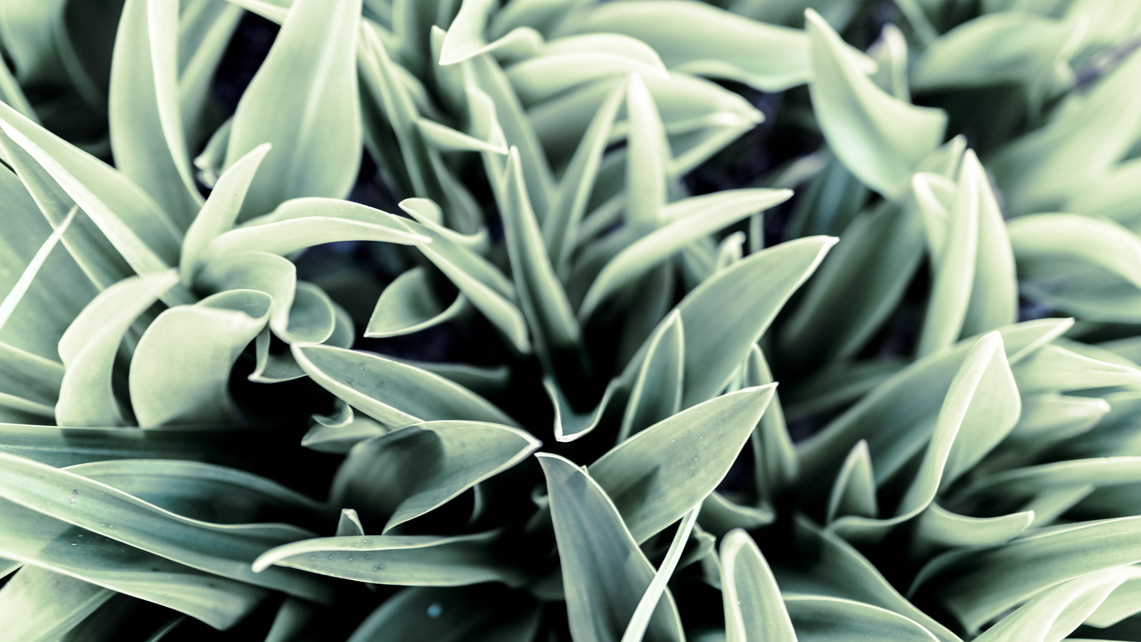 close-up, grass, no people, botany, selective focus, outdoors, leaf, backgrounds, freshness, herb, tranquility, natural pattern, mount etna, succulent plant, HD Wallpaper