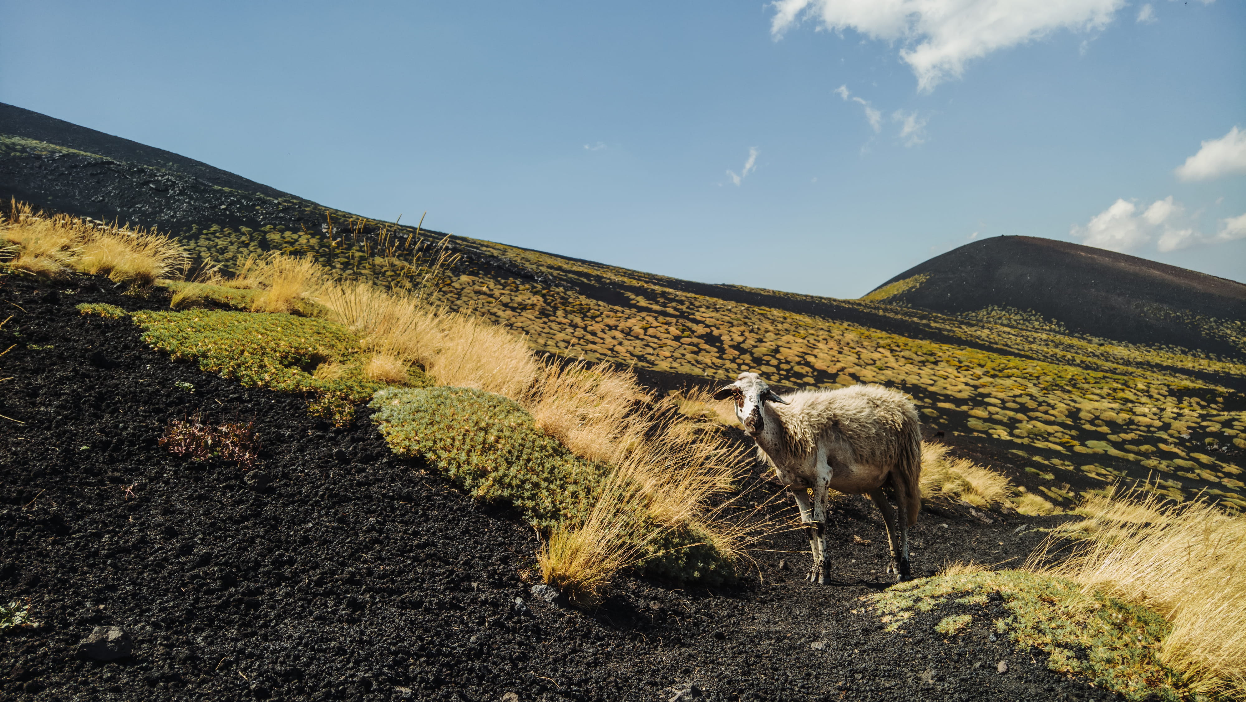 no people, 4K, animal themes, mount, field, pets, vertebrate, sicily, plant, beauty in nature, sky, landscape, mammal, desert, domestic animals, environment, HD Wallpaper
