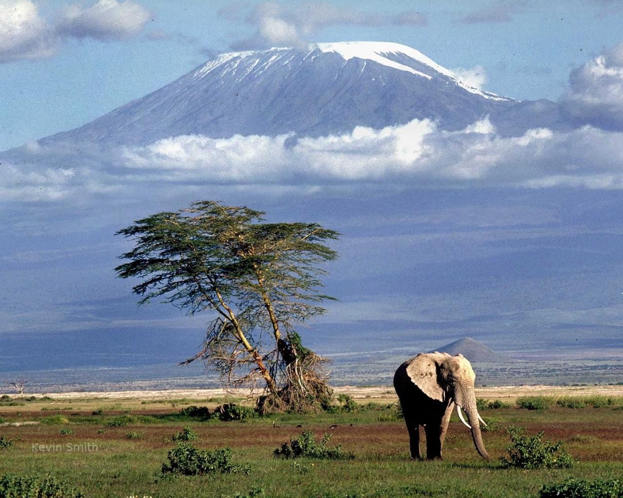 720P, landscape, Mount Kilimanjaro, elephant, animals, nature, Africa, HD Wallpaper