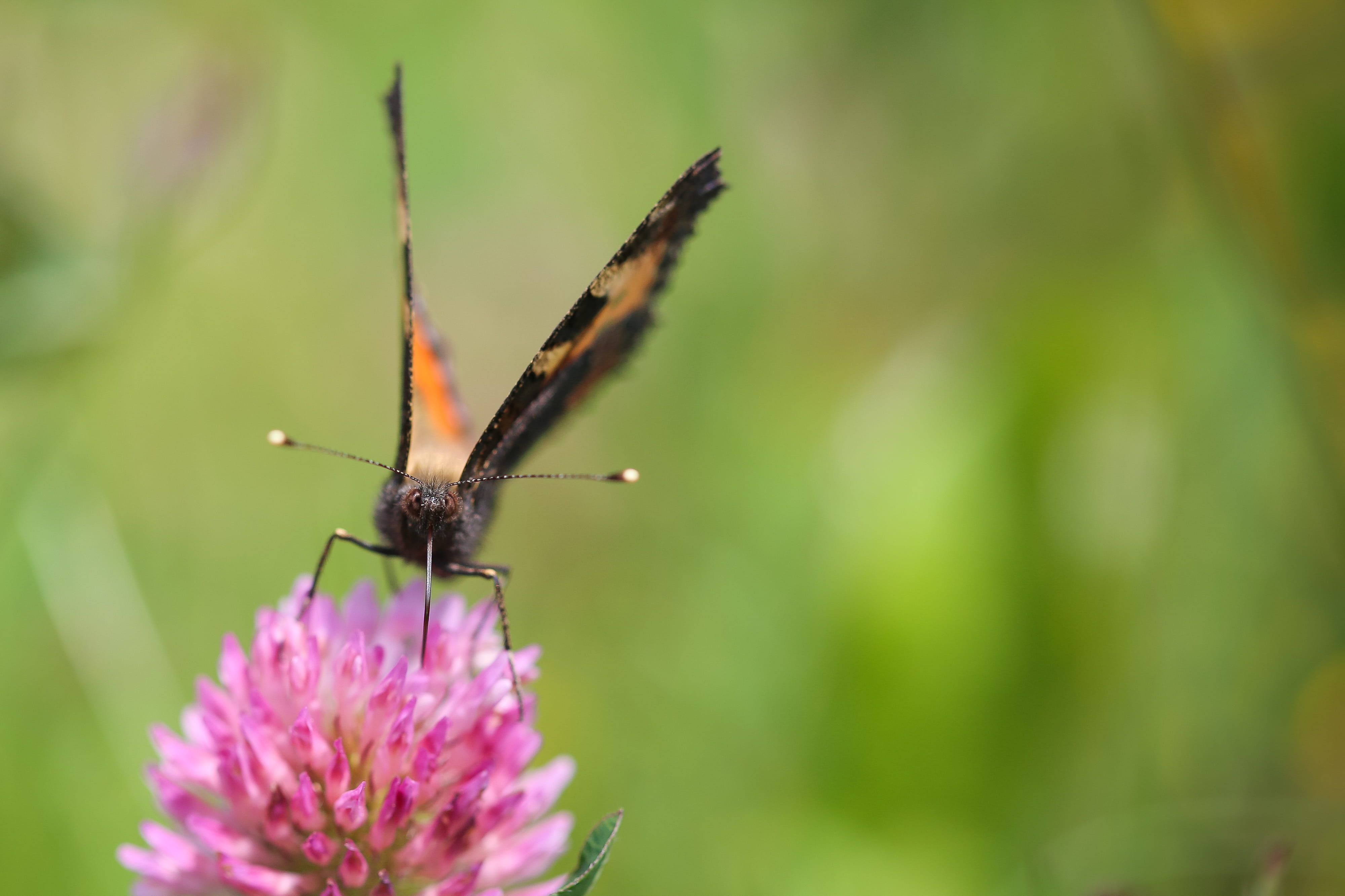 flower, green Color, wildlife, room for text, pollination, animal wildlife, animal themes, freshness, multi Colored, outdoors, Nectar, petal, butterfly - Insect, HD Wallpaper