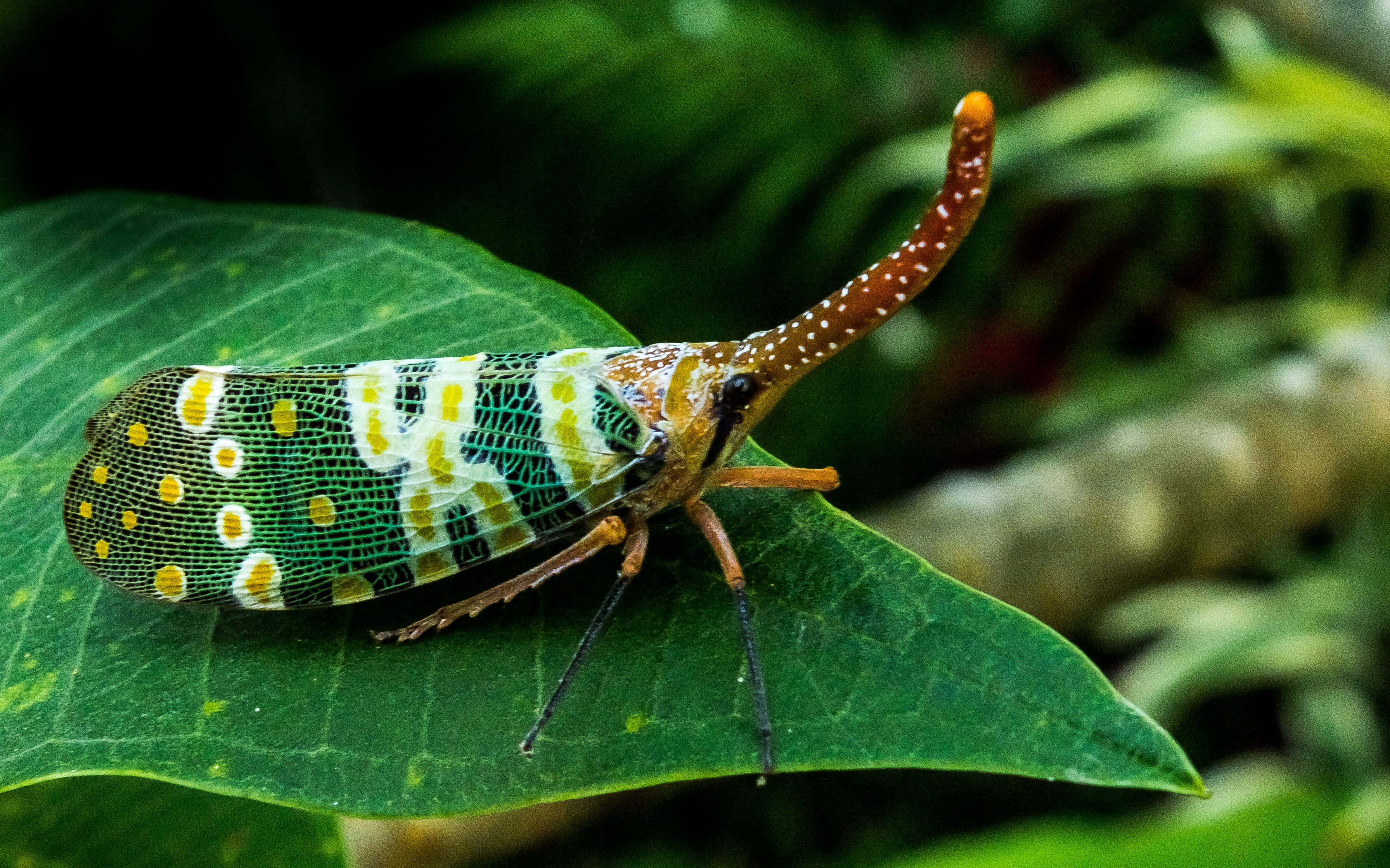 colorful, long, insect, outdoors, leaf, animal body part, Fulgoromorpha, lantern makers cicada, distributed, red, close, day, one animal, canthigaster cicada, HD Wallpaper