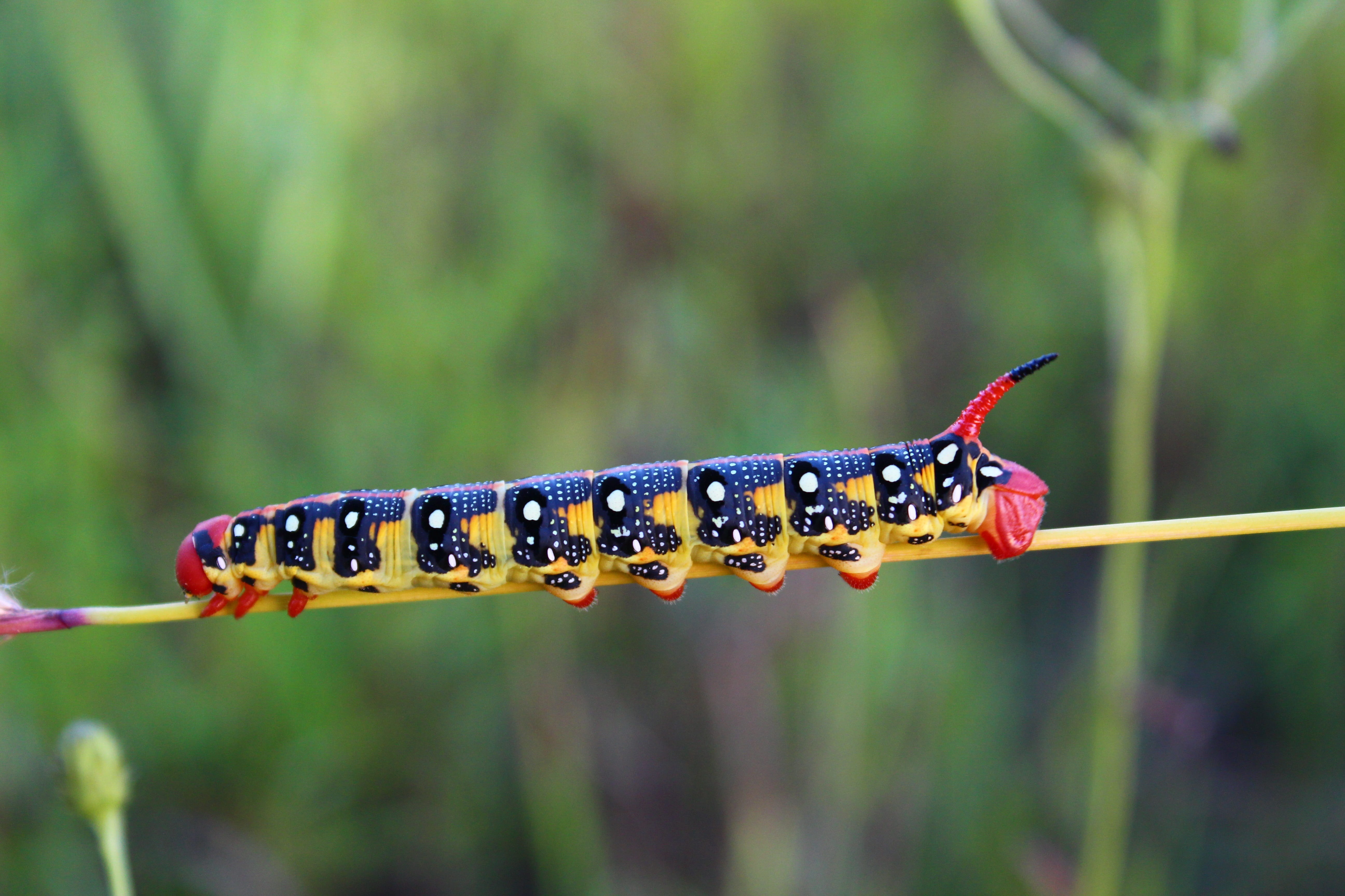 5K, Blade Of Grass, slowly, animal, plant, macro, Caterpillar, green color, black, day, creep, color, Insect, vertebrate, invertebrate, animals in the wild, HD Wallpaper