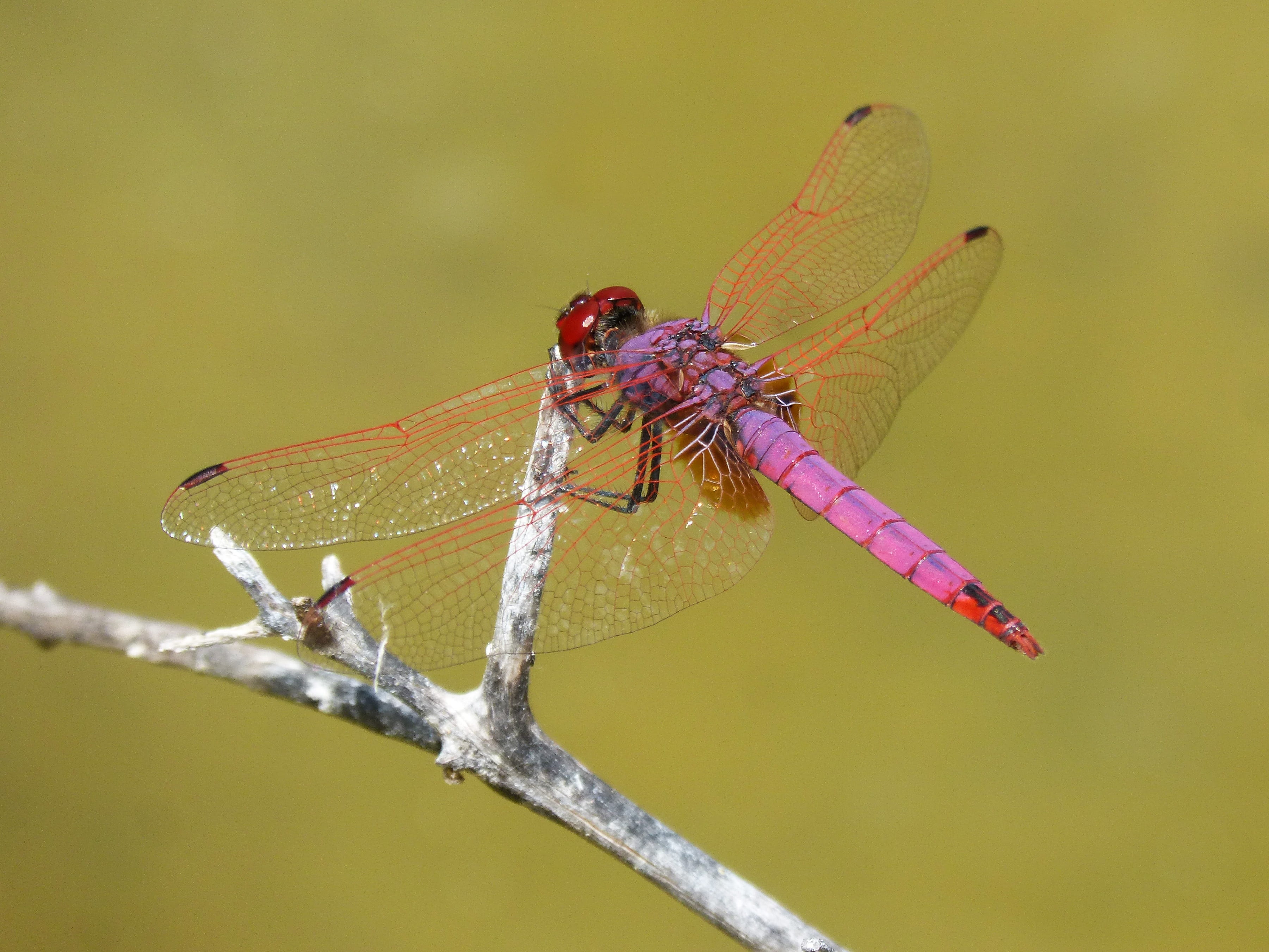 annulata trithemis, outdoors, full length, plant, no people, animals in the wild, red, red dragonfly, animal wing, close-up, animal themes, animal wildlife, HD Wallpaper