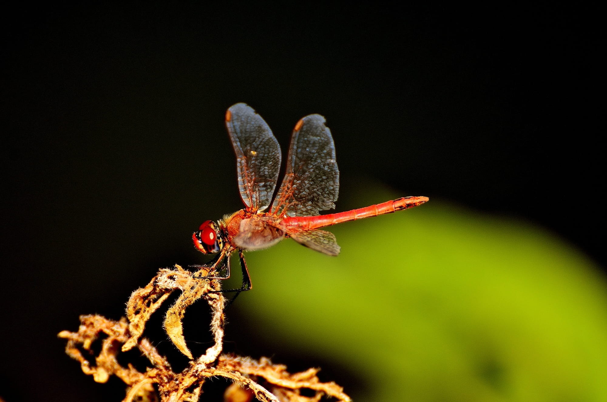 wildlife photography, nature, growth, flight insect, plant, no people, invertebrate, red, 1080P, outdoors, black background, dragonfly, insect, flowering plant, HD Wallpaper