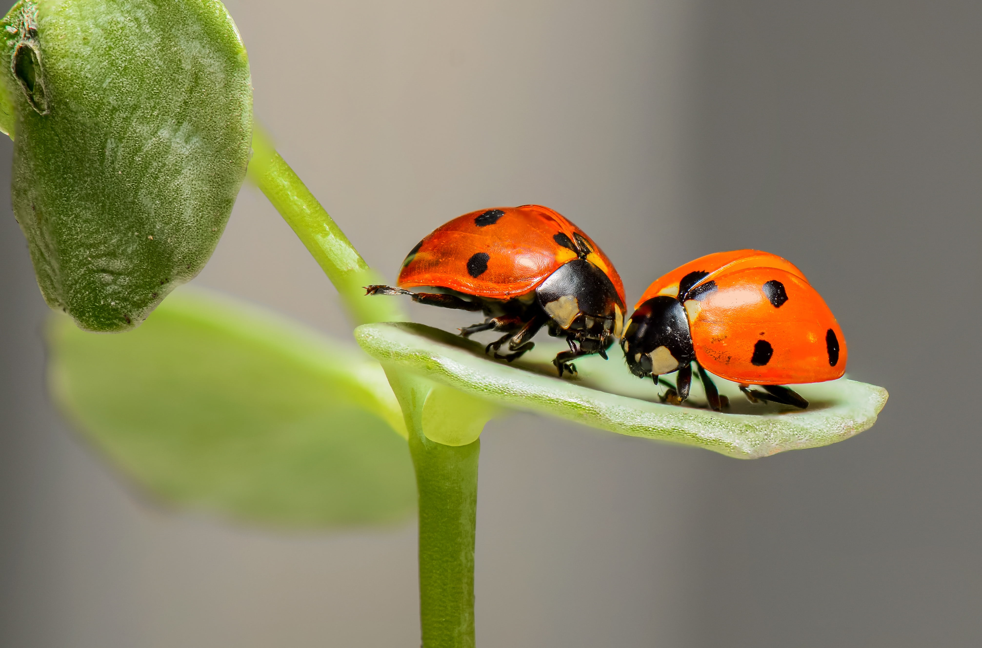 ladybirds, no people, macro, animals in the wild, spotted, close-up, animal, ladybugs, focus on foreground, green color, couple, bugs, leaf, two, one animal, HD Wallpaper