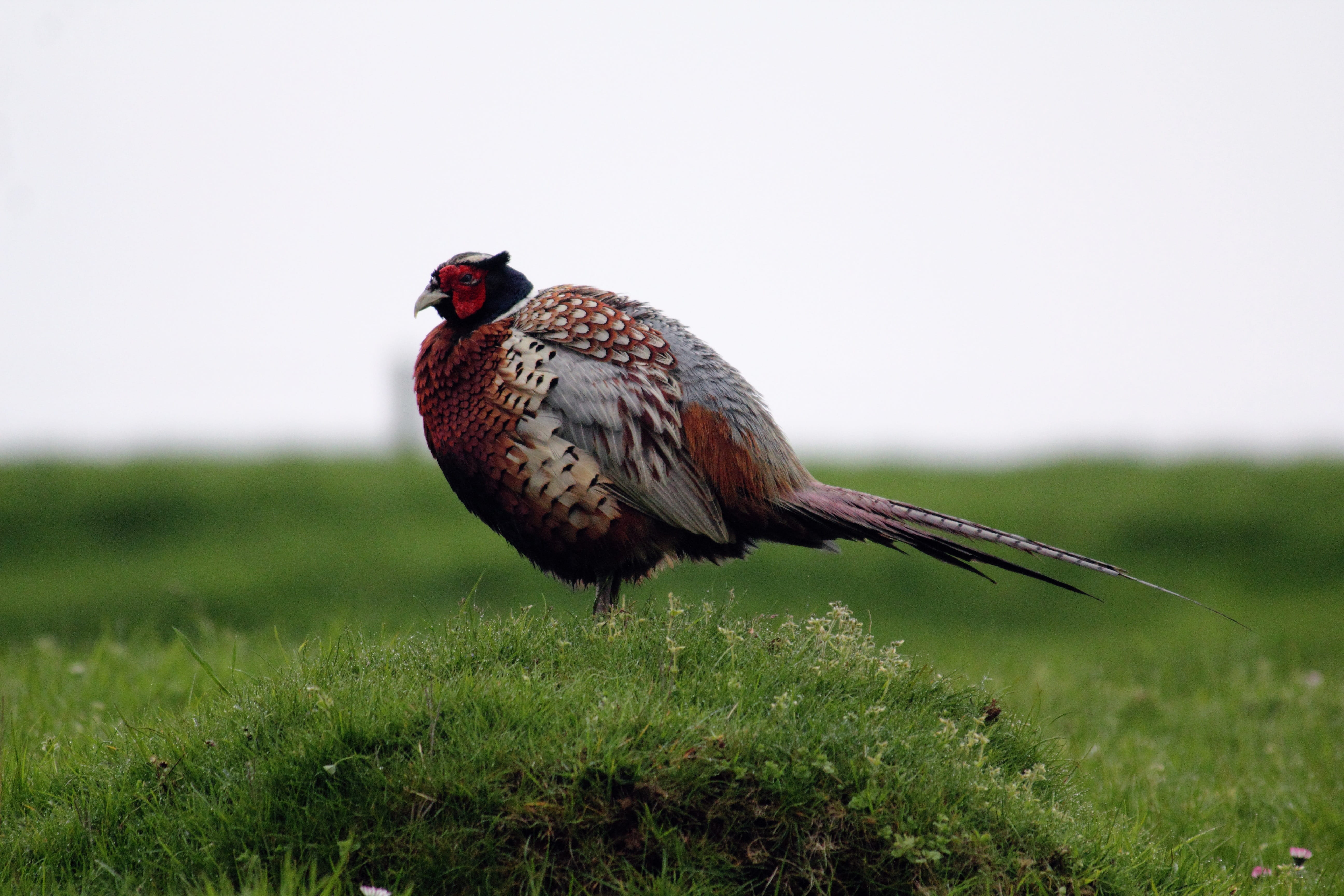 outdoor, perching, day, feather, beak, Birds, green, green color, tail, color, male, head, gamebird, fauna, game, nature, wing, Wildlife, hunting, plant, HD Wallpaper