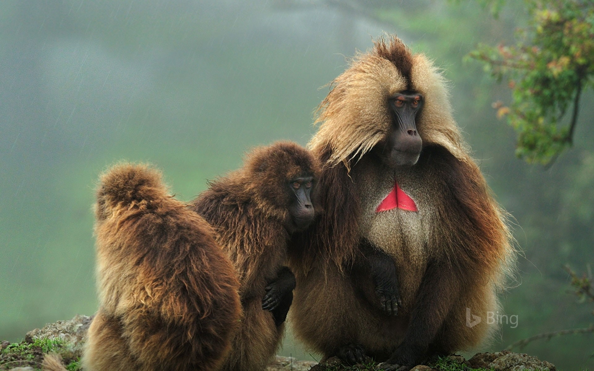 park, baboon, primate, plant, simien, day, animal wildlife, group of animals, vertebrate, mountains, outdoors, 1080P, nature, animal family, ethiopia, HD Wallpaper