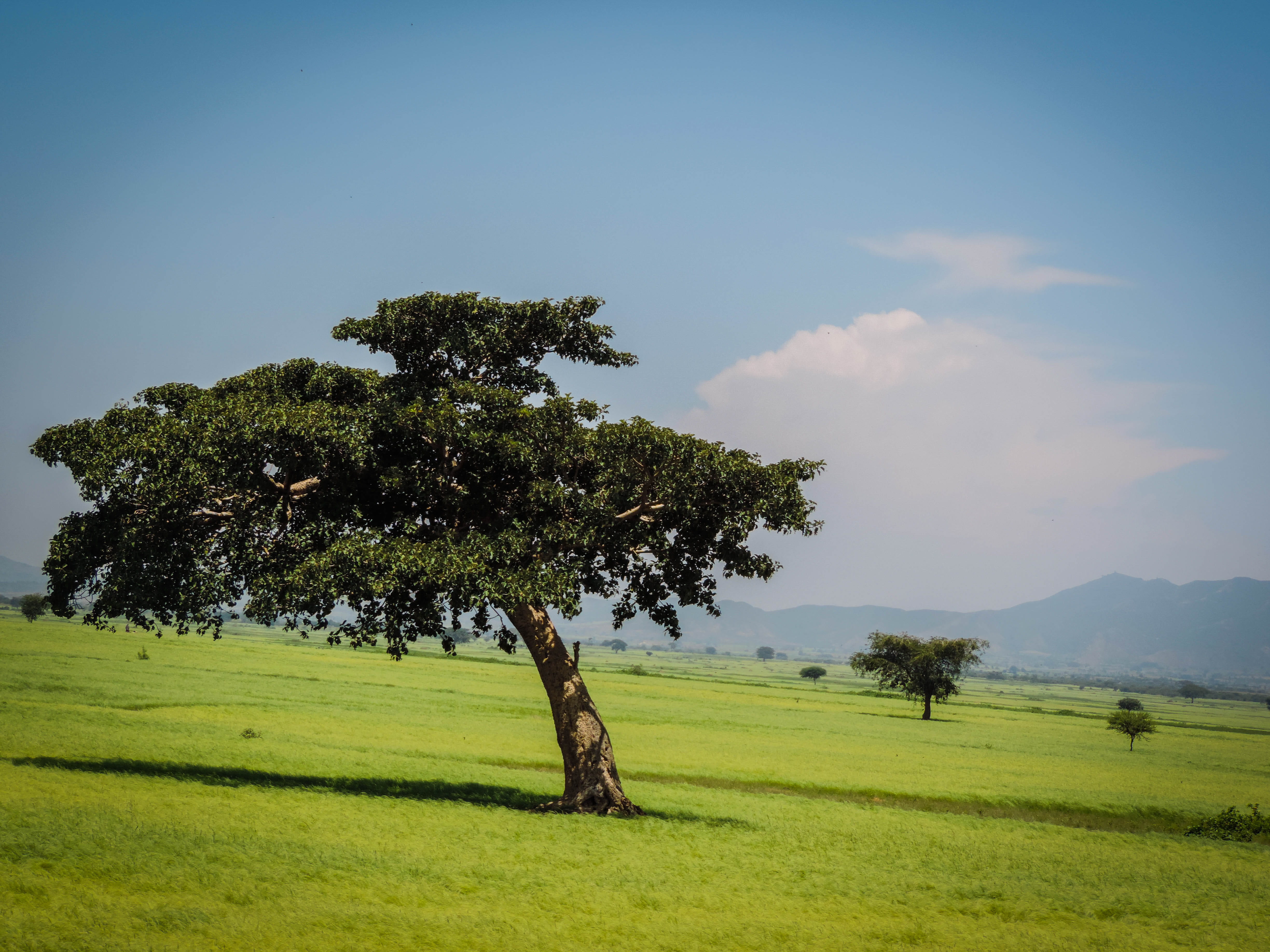 nature, landscape, 4K, environment, shashamane, ethiopia, beauty in nature, green color, land, day, growth, tree, field, idyllic, tranquility, non-urban scene, HD Wallpaper