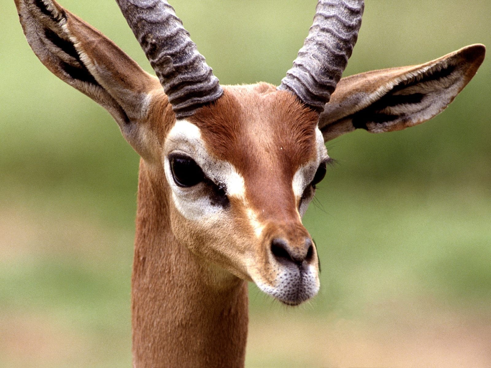 no people, Ethiopia, domestic animals, animal themes, one animal, animal head, vertebrate, portrait, close-up, 720P, animals in the wild, animal body part, HD Wallpaper