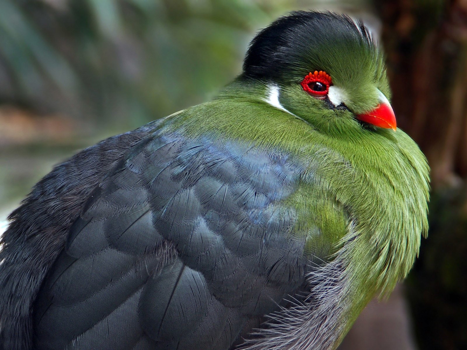 The Quetzal Of Guatamala, Gray, Ethiopia, Red, Birds, 720P, White-cheeked Turaco, White, Bird, The White Cheeked Turacko, Green, White Cheeked Turacko, HD Wallpaper