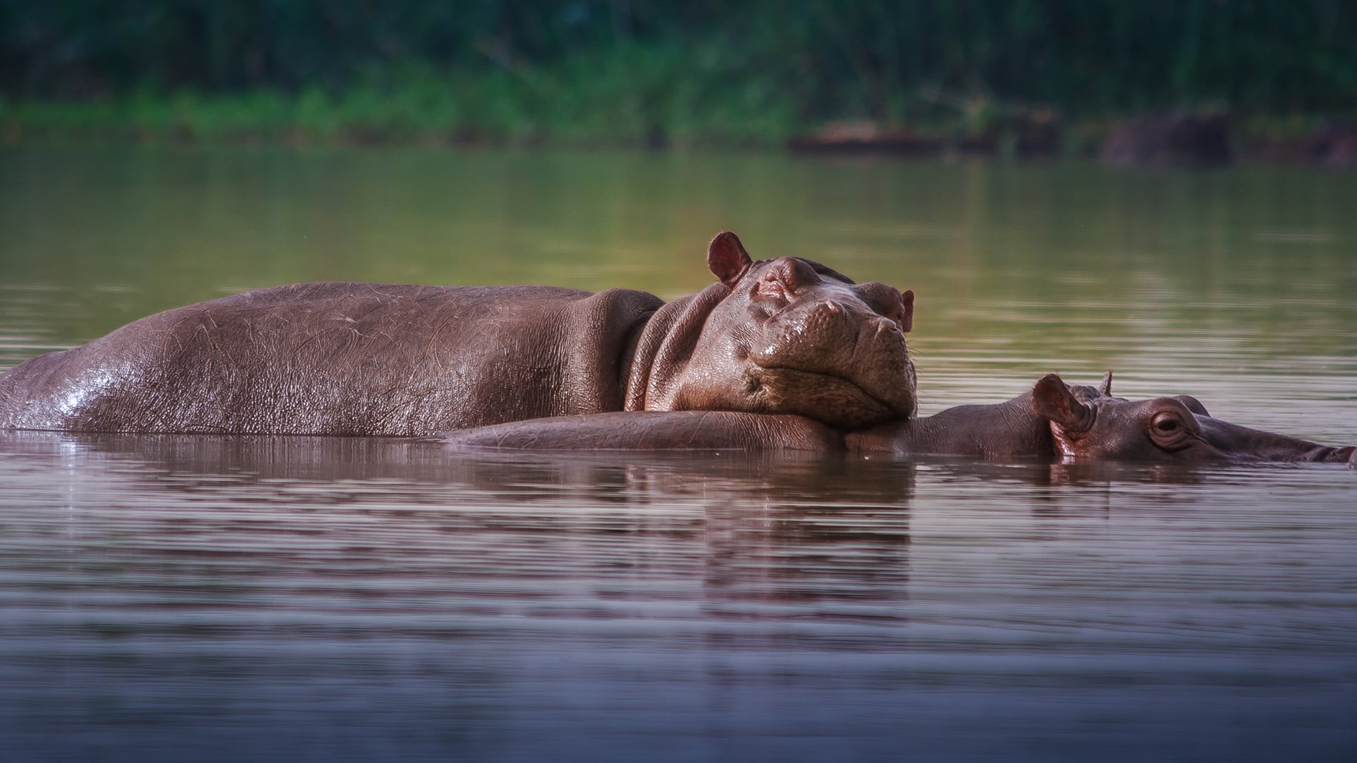 river, resting head, hippos, nature, ripples, forest, Ethiopia, 1080P, HD Wallpaper