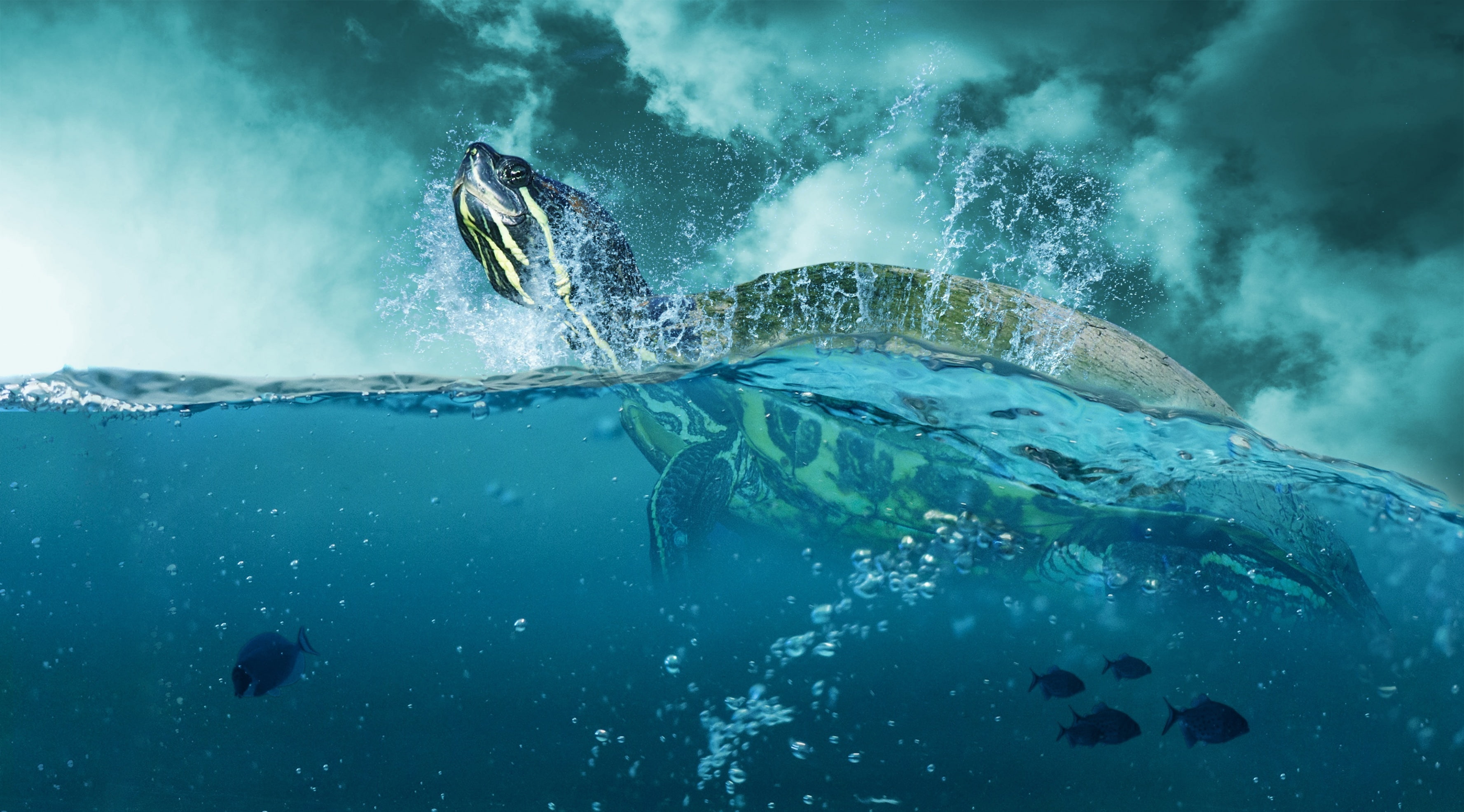 animal, motion, Creative, Underwater, sport, Nature, 2K, day, gray, drama, Turtle, black, Blue, Ocean, Fish, no people, Aero, Dramatic, Clouds, marine, HD Wallpaper