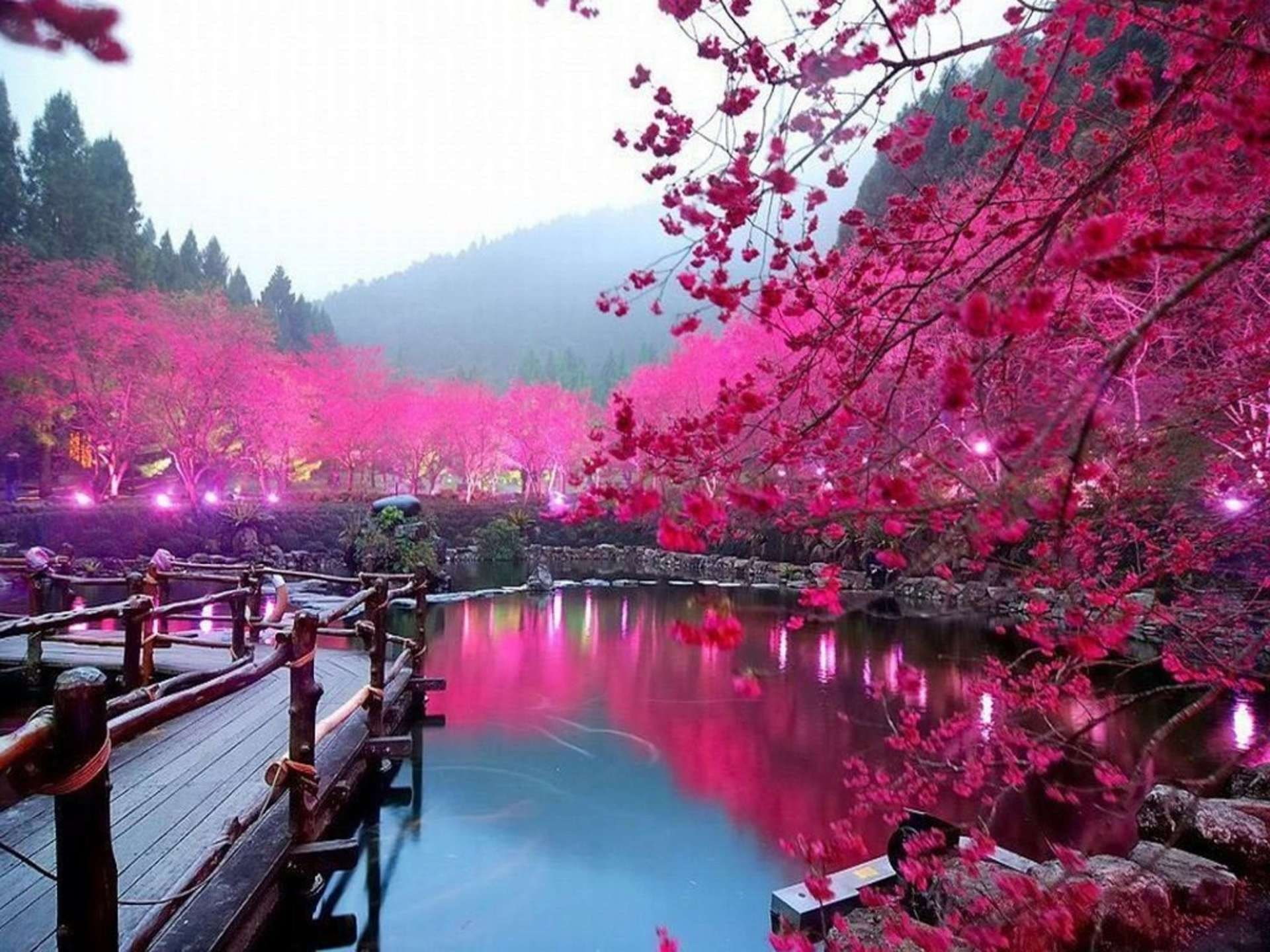 river, springtime, 1080P, architecture, park - man made space, tree, flowering plant, freshness, blossom, pink color, flower, water, cherry blossom  backgrounds hd, HD Wallpaper
