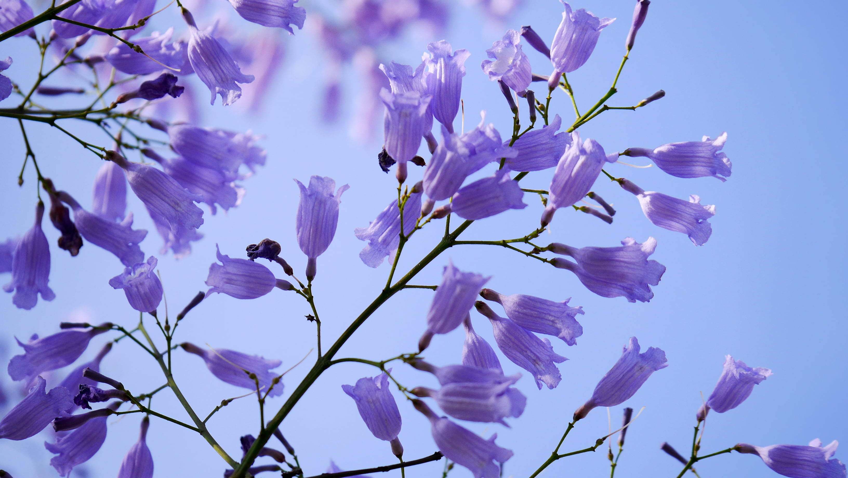 blue, flowers, branch, nature, photography, springtime, tree, flower, purple, petaled, plant, closeup, 2K, HD Wallpaper