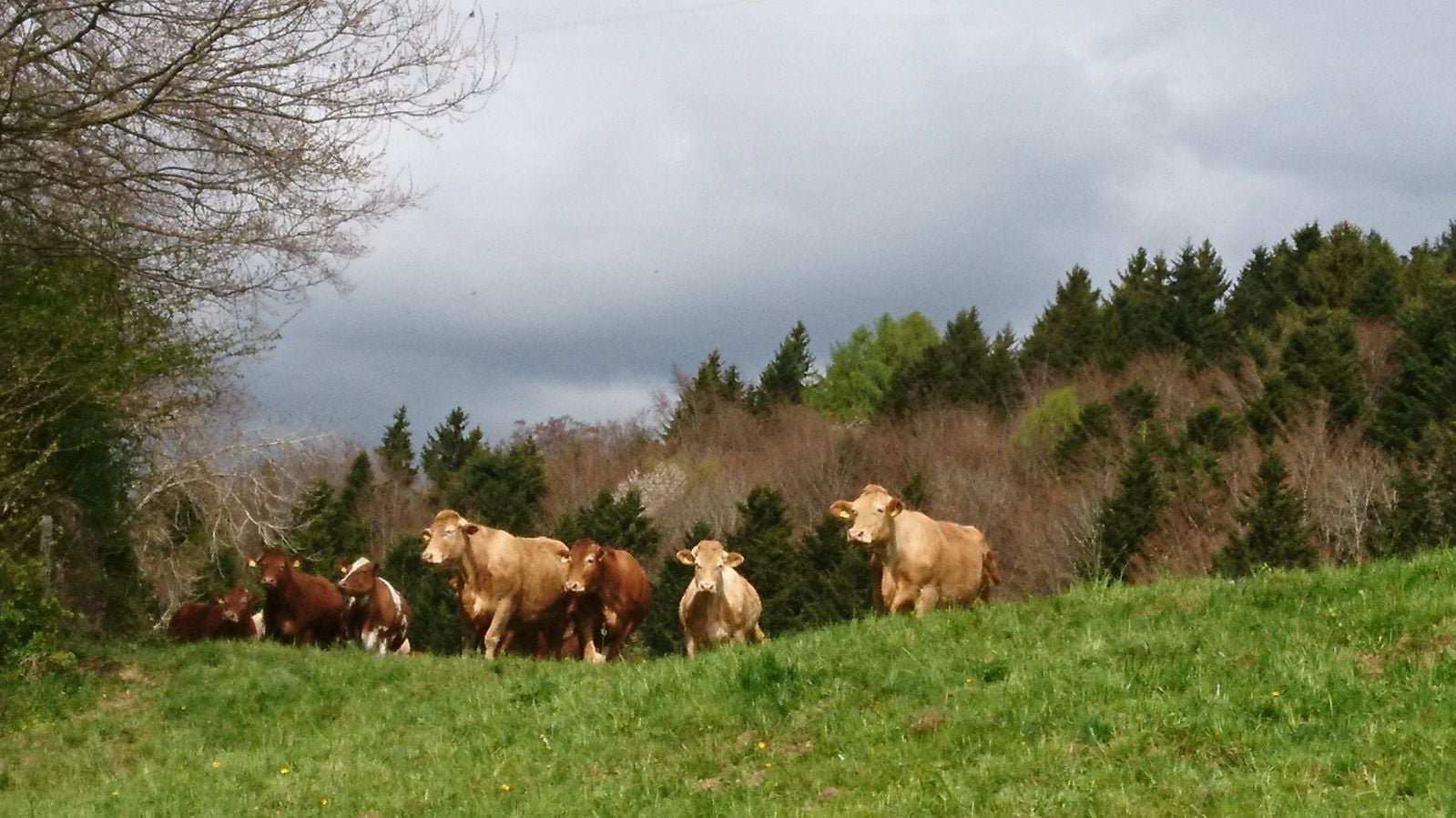 cow, no people, environment, vertebrate, nature, sky, animal themes, 720P, tree, grass, field, animal, plant, group of animals, pets, herbivorous, Springtime in Switzerland, HD Wallpaper
