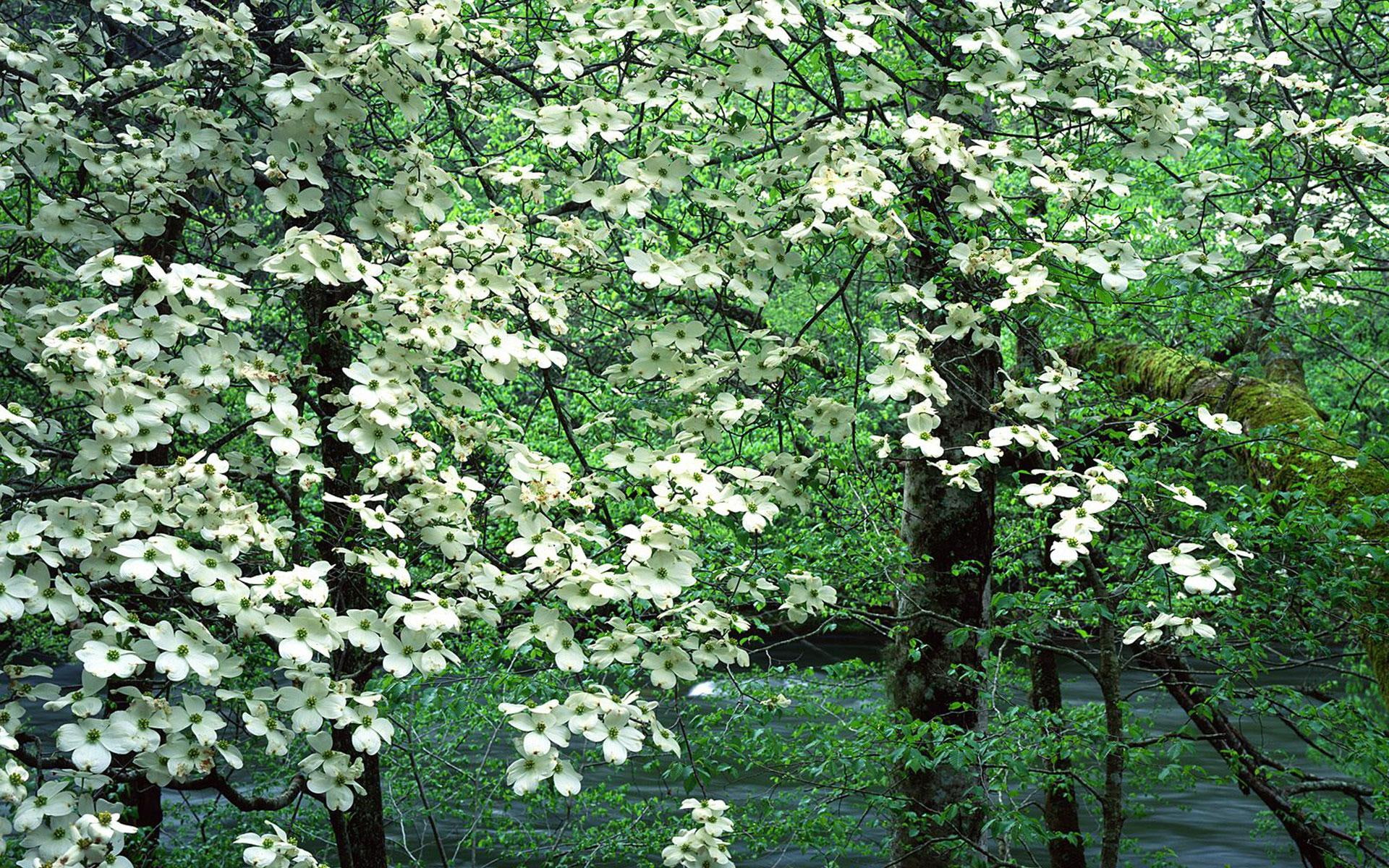 green, tree blossoms, nature and landscapes, springtime, dogwood trees, flowers, 1080P, spring, lovely, river, HD Wallpaper