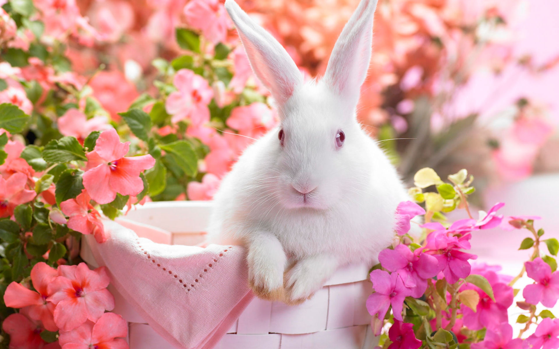 springtime, 1080P, hare, HD Wallpaper