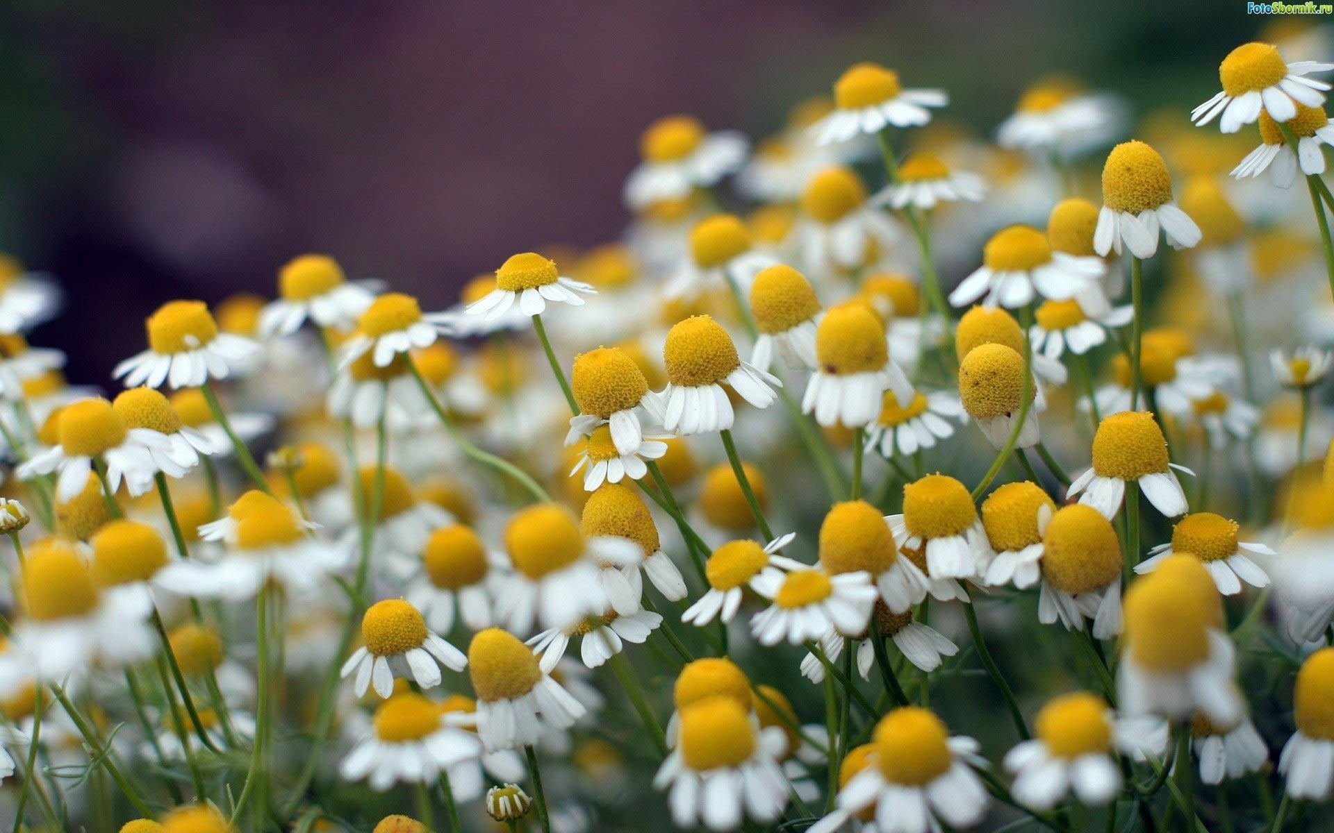 meadow, flower, outdoors, garden, plant, summer, nature, springtime, daisy, freshness, yellow, white, 1080P, HD Wallpaper