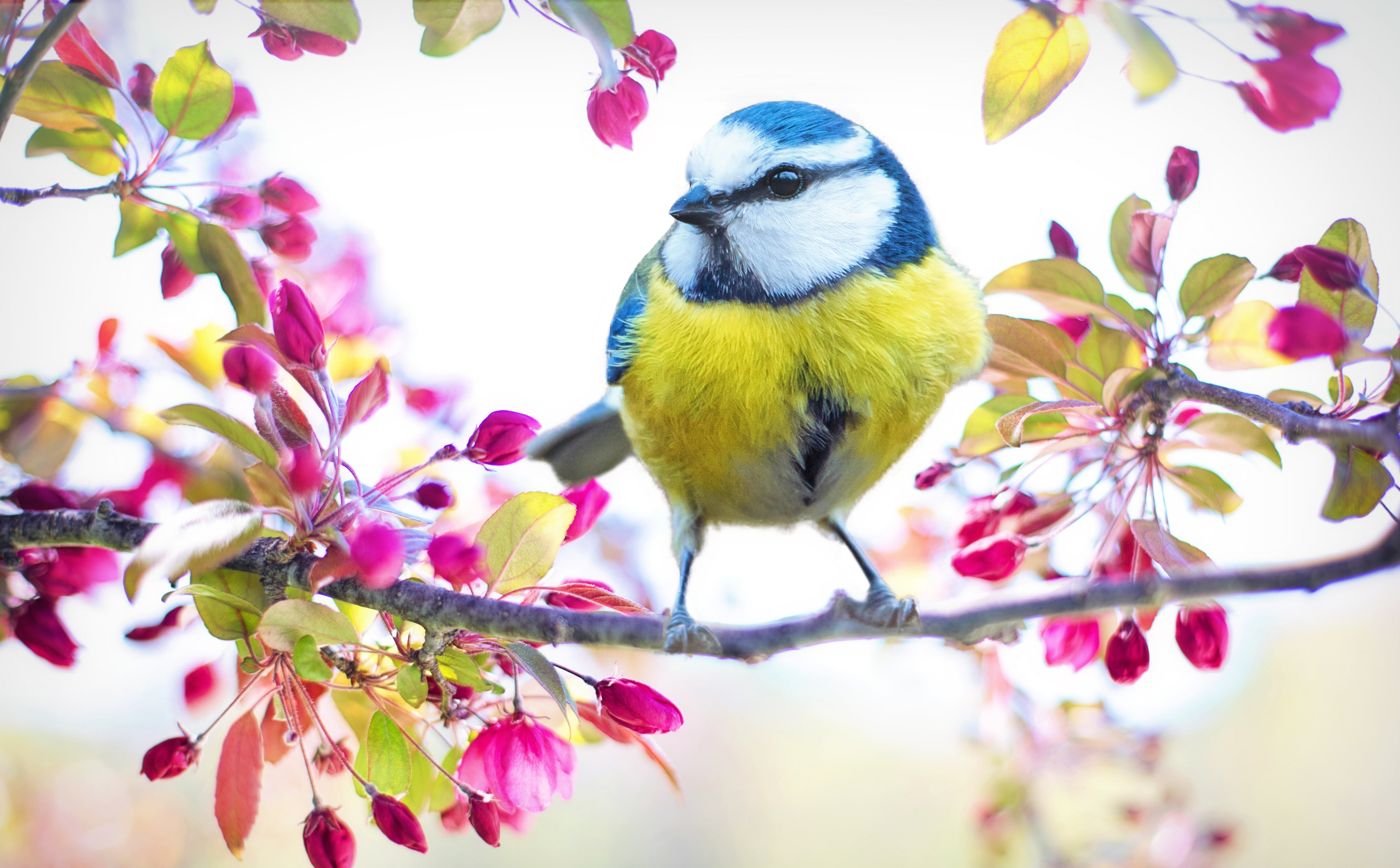 no people, 5K, Branch, animal wildlife, growth, perching, animals in the wild, close-up, Springtime, flowering plant, day, animal, freshness, nature, Flowers, HD Wallpaper
