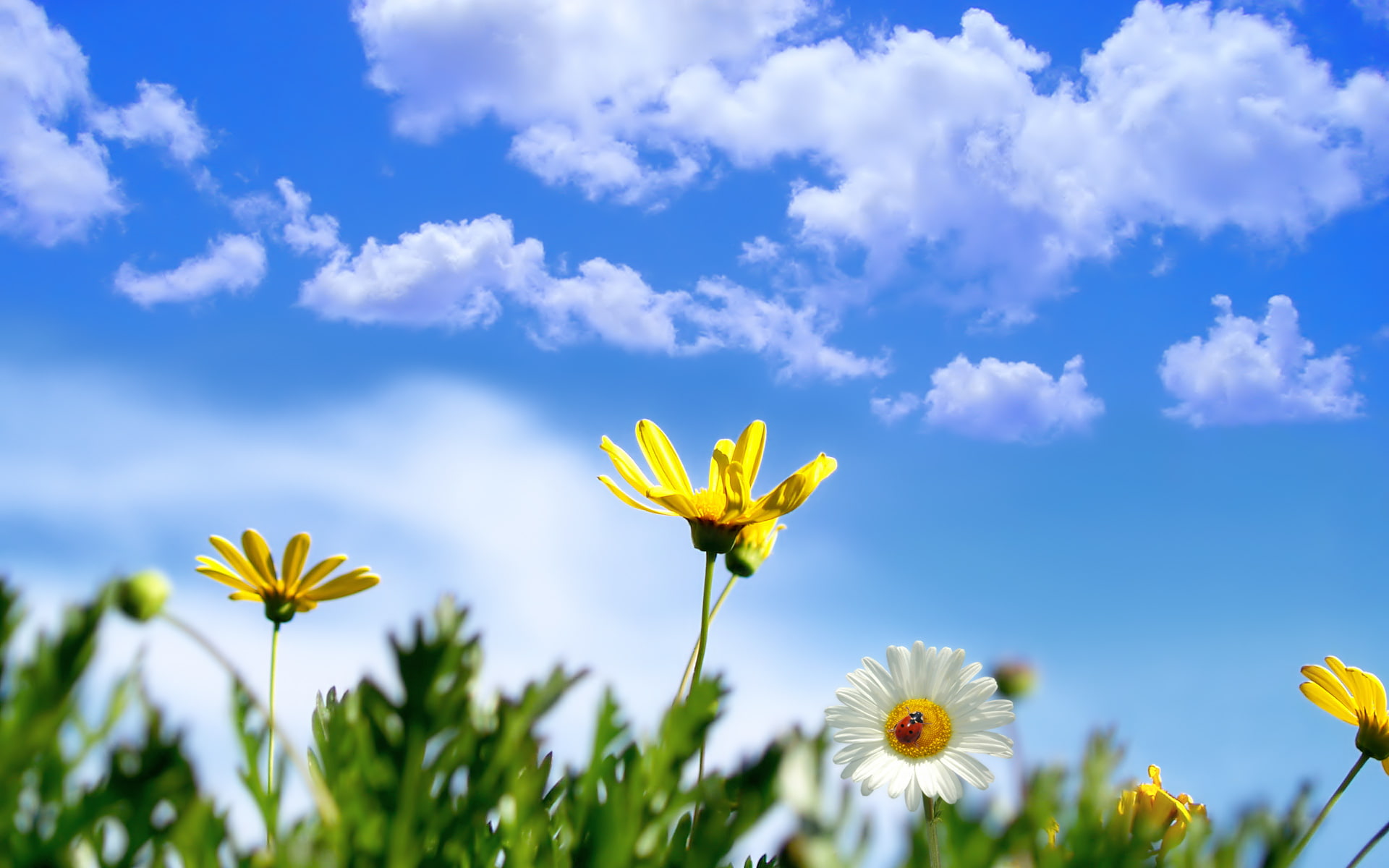 nature, landscape, springtime, sunny, 1080P, hd, HD Wallpaper