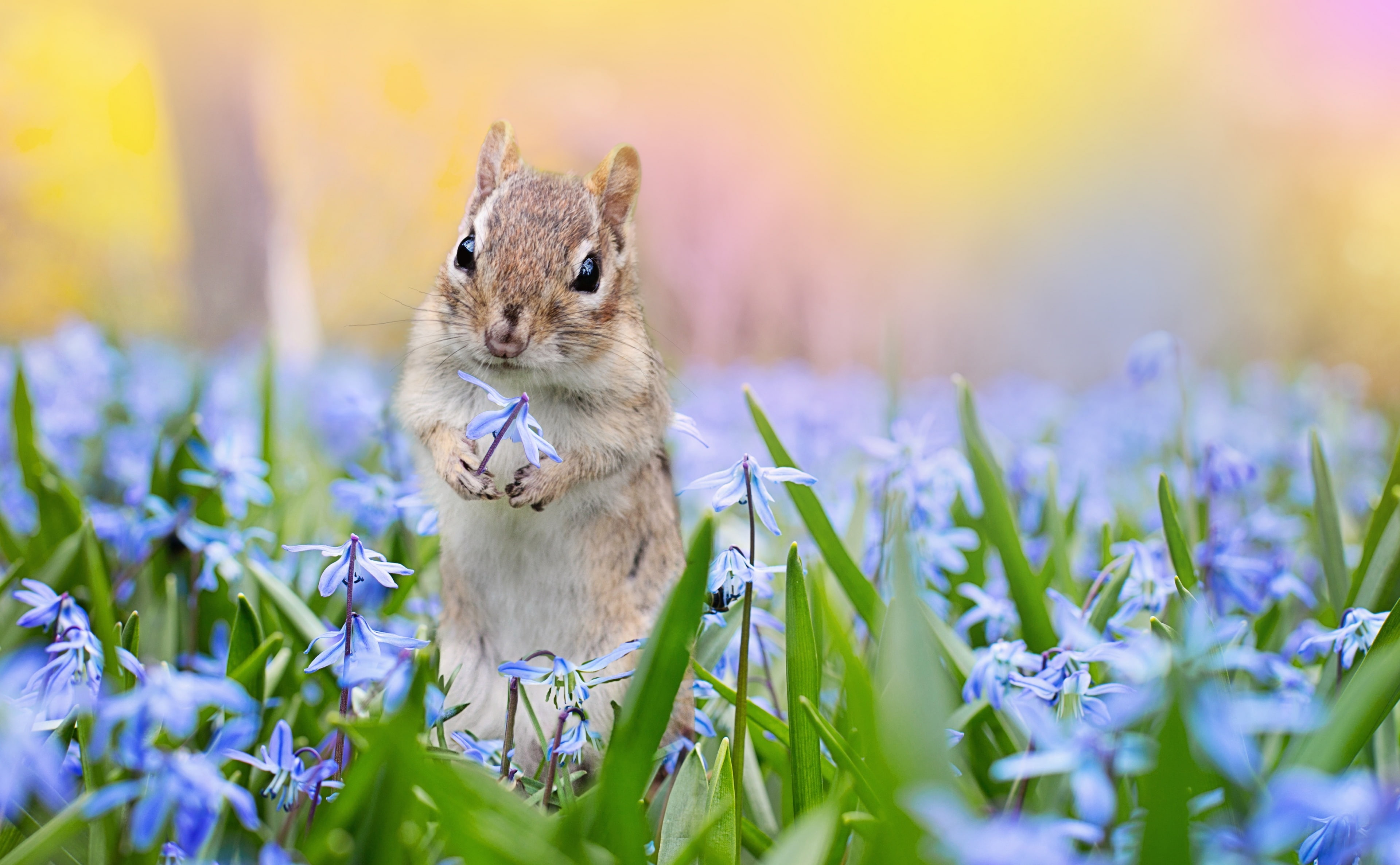 Flowers, animal wildlife, Squirrel, meadows, flower, no people, nature, Scilla, field, Cute, Springtime, animal themes, Seasons, selective focus, one animal, HD Wallpaper