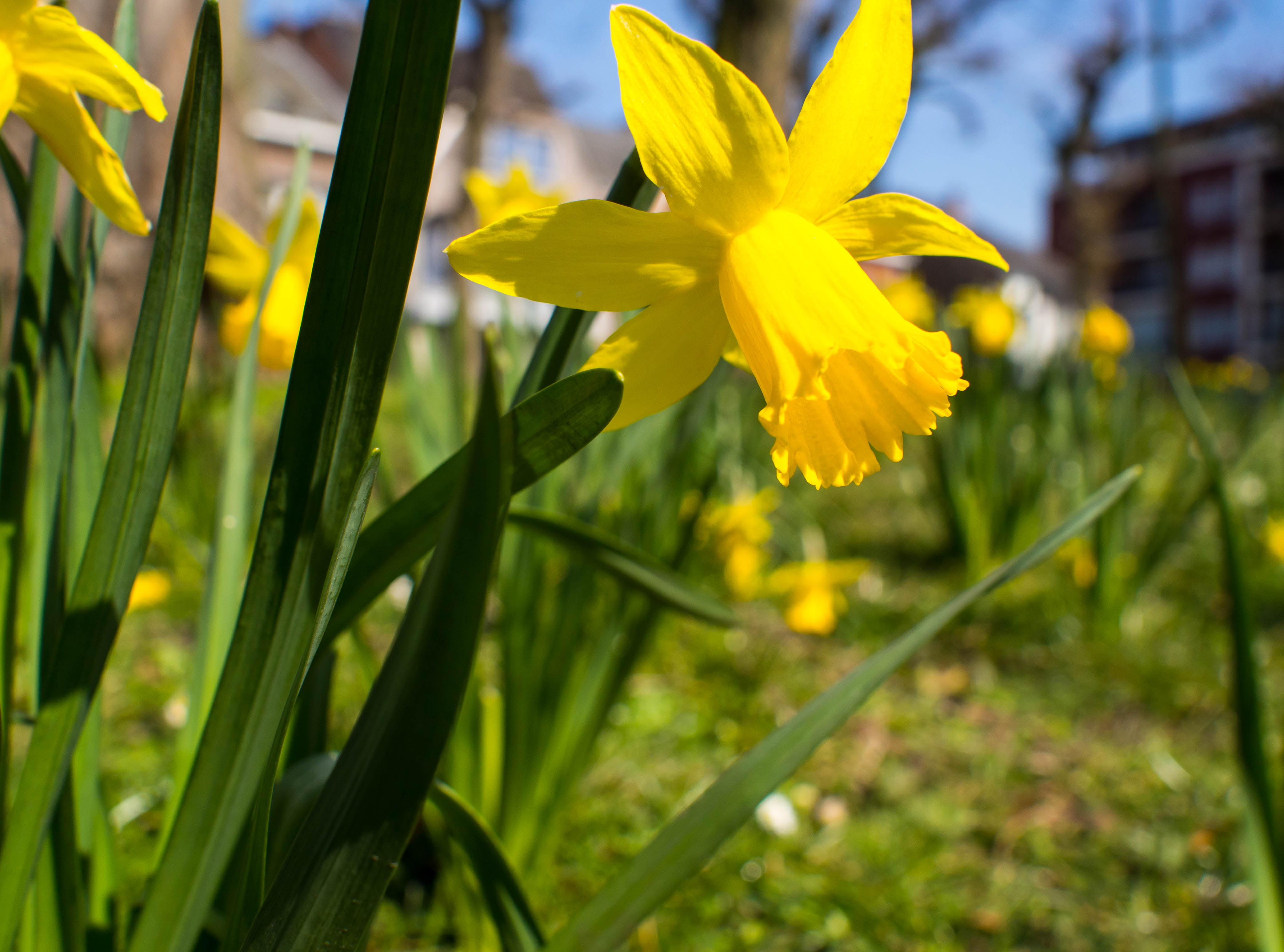 plant, yellow, daffodil, springtime, photo, 4K, petal, flower, nature, summer, close, HD Wallpaper