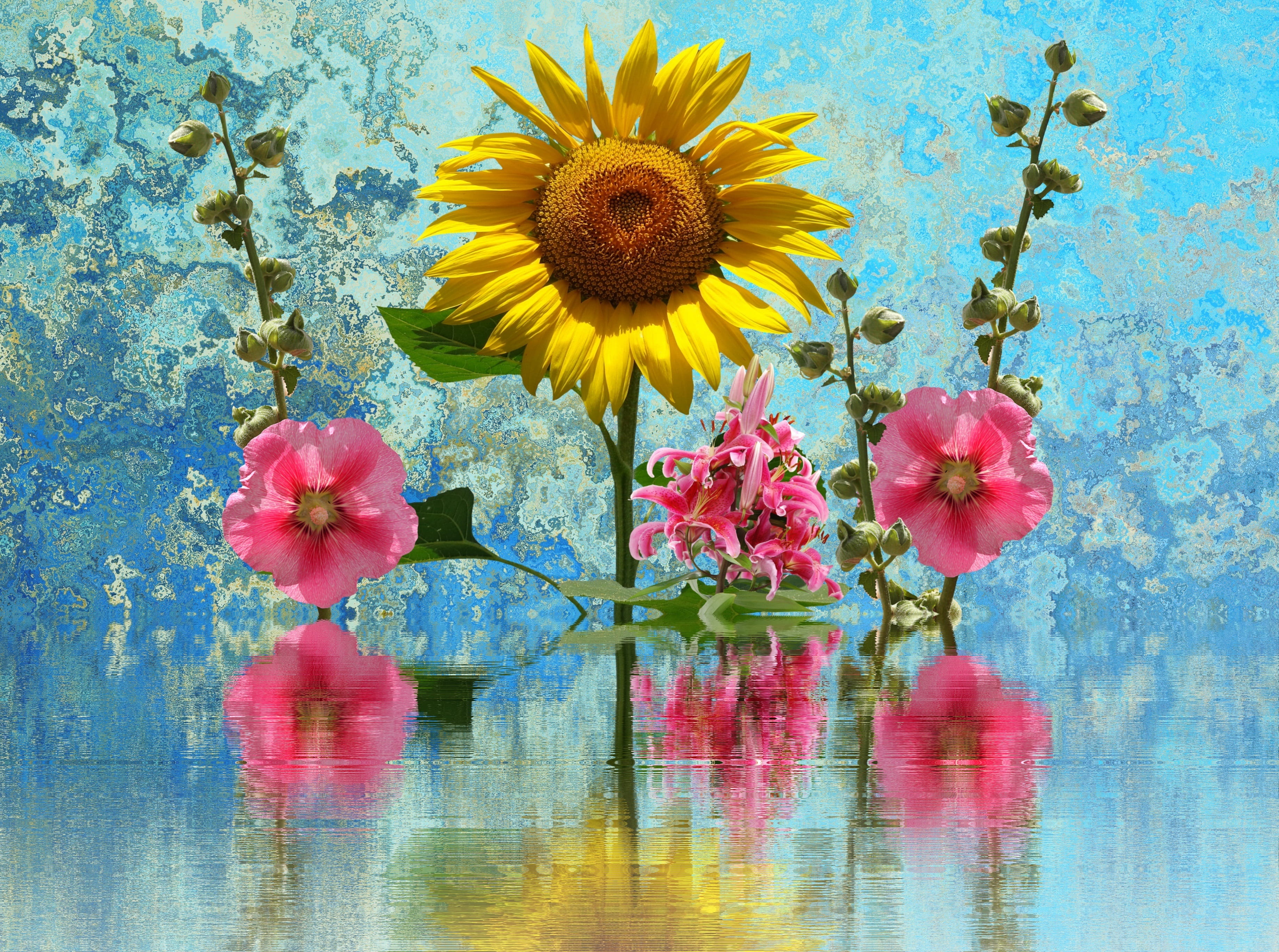 hollyhock flower, sun flower, lake, reflection, close-up, inflorescence, late summer, garden, vulnerability, flowering plant, summer, softness, flower, HD Wallpaper