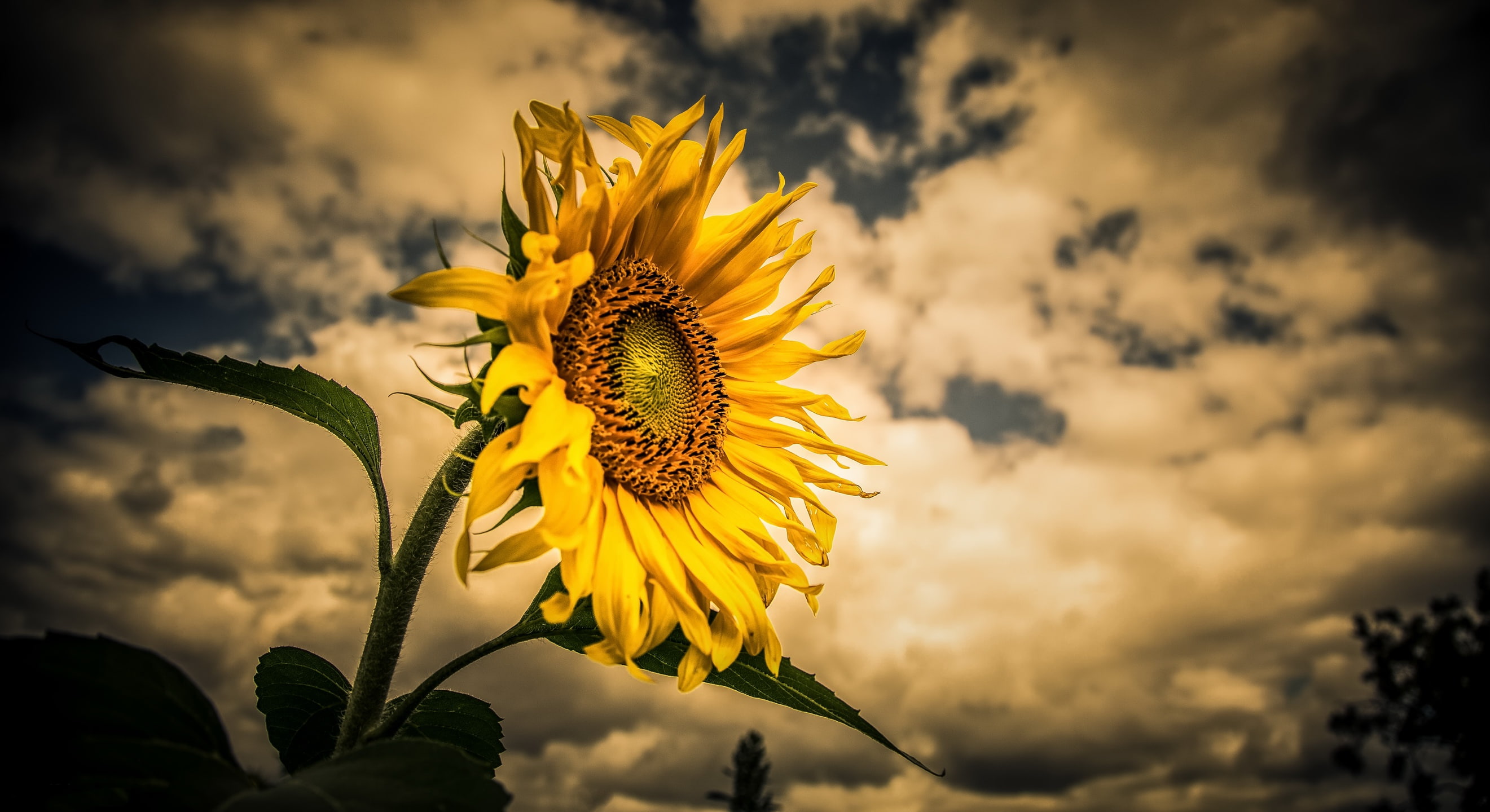 beauty in nature, sunflower, fragility, flowering plant, close-up, petal, plants, vulnerability, sepal, plant, nature, yellow, freshness, sunflowers, flower head, HD Wallpaper
